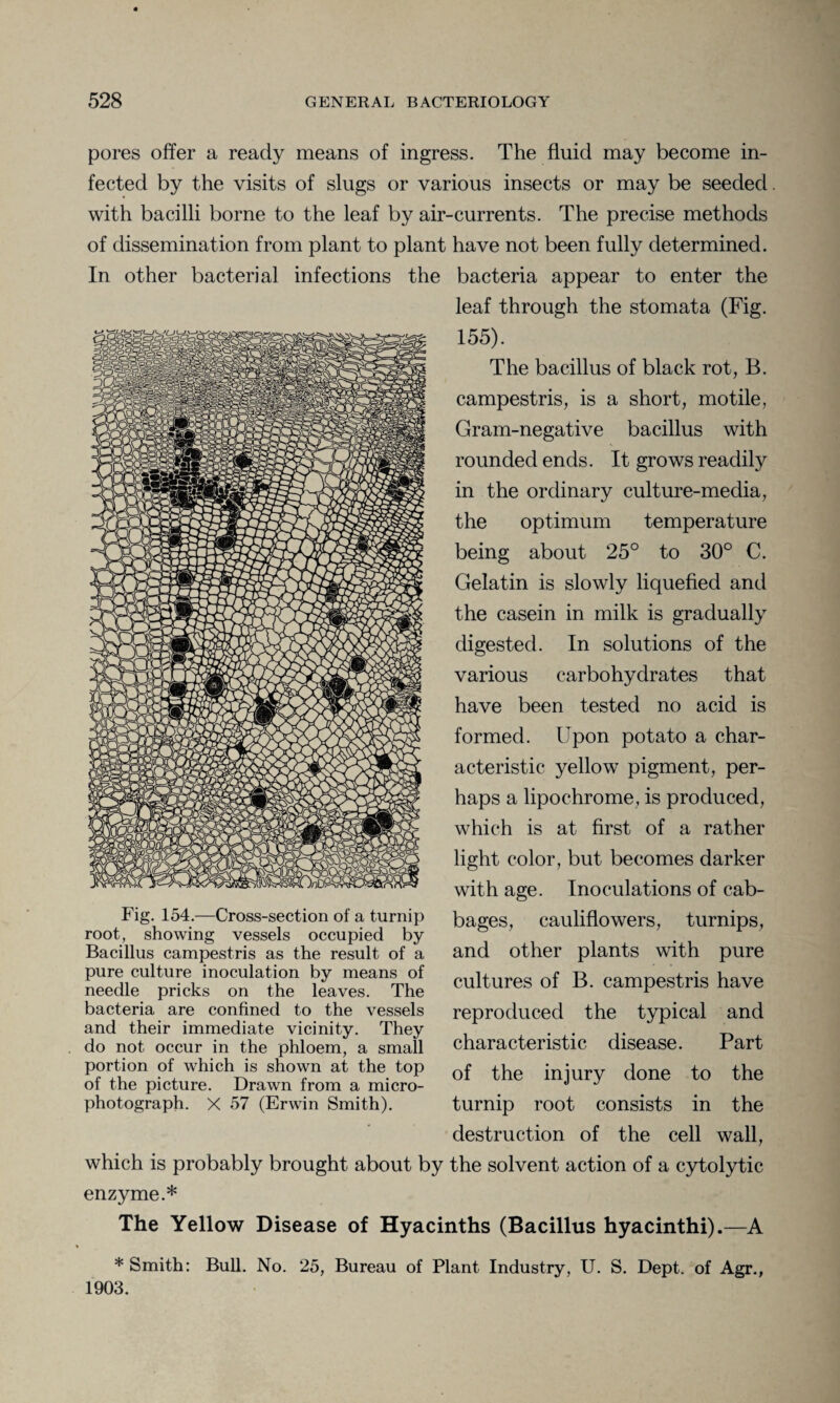 pores offer a ready means of ingress. The fluid may become in¬ fected by the visits of slugs or various insects or may be seeded with bacilli borne to the leaf by air-currents. The precise methods of dissemination from plant to plant have not been fully determined. In other bacterial infections the bacteria appear to enter the leaf through the stomata (Fig. 155). The bacillus of black rot, B. campestris, is a short, motile, Gram-negative bacillus with rounded ends. It grows readily in the ordinary culture-media, the optimum temperature being about 25° to 30° C. Gelatin is slowly liquefied and the casein in milk is gradually digested. In solutions of the various carbohydrates that have been tested no acid is formed. Upon potato a char¬ acteristic yellow pigment, per¬ haps a lipochrome, is produced, which is at first of a rather light color, but becomes darker with age. Inoculations of cab¬ bages, cauliflowers, turnips, and other plants with pure cultures of B. campestris have reproduced the typical and characteristic disease. Part of the injury done to the turnip root consists in the destruction of the cell wall, which is probably brought about by the solvent action of a cytolytic enzyme.* The Yellow Disease of Hyacinths (Bacillus hyacinthi).—A * Smith: Bull. No. 25, Bureau of Plant Industry, U. S. Dept, of Agr., 1903. Fig. 154.—Cross-section of a turnip root, showing vessels occupied by Bacillus campestris as the result of a pure culture inoculation by means of needle pricks on the leaves. The bacteria are confined to the vessels and their immediate vicinity. They do not occur in the phloem, a small portion of which is shown at the top of the picture. Drawn from a micro¬ photograph. X 57 (Erwin Smith).