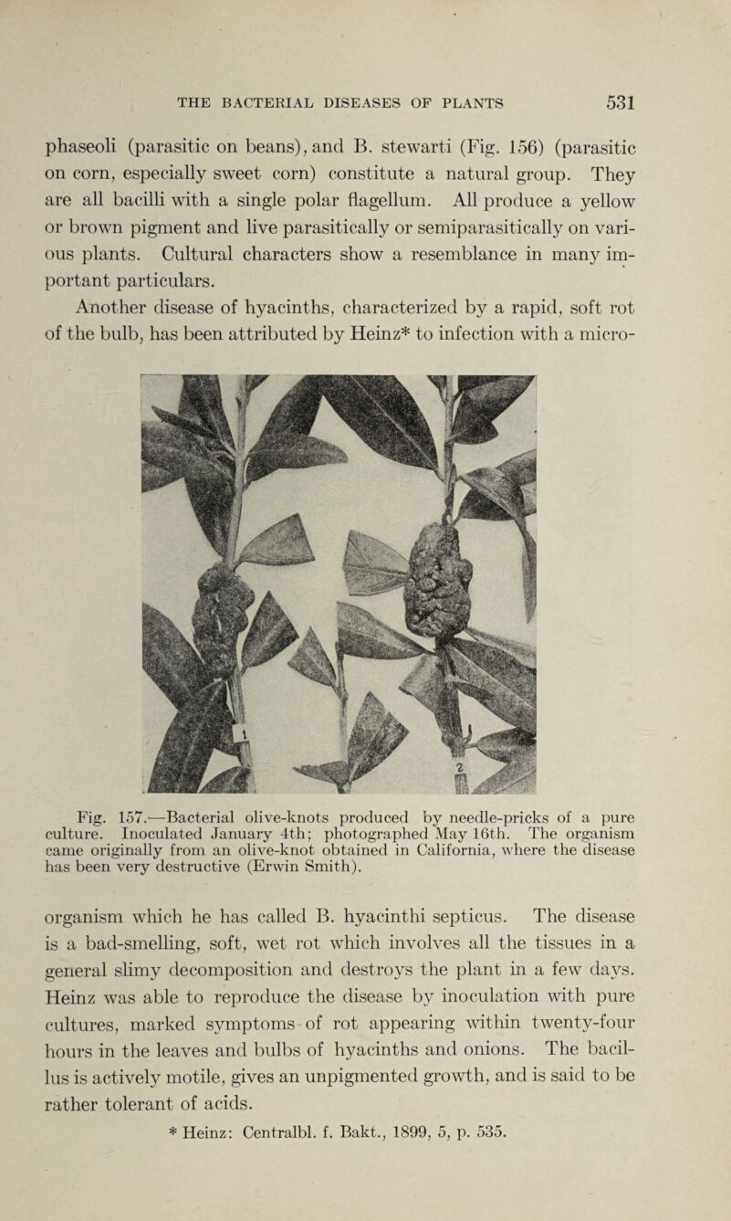 phaseoli (parasitic on beans), and B. stewarti (Fig. 156) (parasitic on corn, especially sweet corn) constitute a natural group. They are all bacilli with a single polar flagellum. All produce a yellow or brown pigment and live parasitically or semiparasitically on vari¬ ous plants. Cultural characters show a resemblance in many im¬ portant particulars. Another disease of hyacinths, characterized by a rapid, soft rot of the bulb, has been attributed by Heinz* to infection with a micro- Fig. 157.—Bacterial olive-knots produced by needle-pricks of a pure culture. Inoculated January 4t,h; photographed May 16th. The organism came originally from an olive-knot obtained in California, where the disease has been very destructive (Erwin Smith). organism which he has called B. hyacinthi septicus. The disease is a bad-smelling, soft, wet rot which involves all the tissues in a general slimy decomposition and destroys the plant in a few days. Heinz was able to reproduce the disease by inoculation with pure cultures, marked symptoms of rot appearing within twenty-four hours in the leaves and bulbs of hyacinths and onions. The bacil¬ lus is actively motile, gives an unpigmented growth, and is said to be rather tolerant of acids.