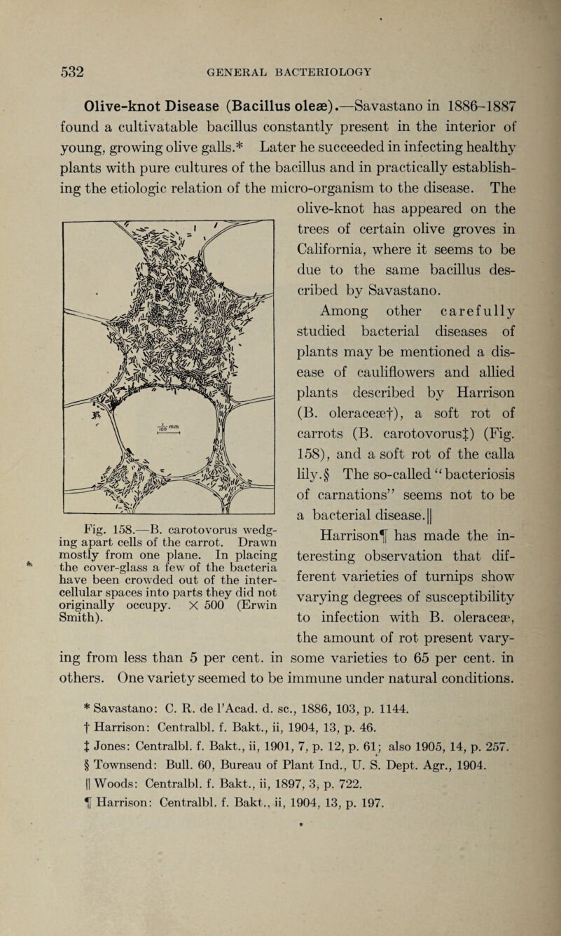 Olive-knot Disease (Bacillus oleae).—Savastano m 1886-1887 found a cultivatable bacillus constantly present in the interior of young, growing olive galls.* * * § Later he succeeded in infecting healthy plants with pure cultures of the bacillus and in practically establish¬ ing the etiologic relation of the micro-organism to the disease. The the cover-glass a few of the bacteria have been crowded out of the inter¬ cellular spaces into parts they did not originally occupy. X 500 (Erwin Smith). ing from less than 5 per cent, in others. One variety seemed to be olive-knot has appeared on the trees of certain olive groves in California, where it seems to be due to the same bacillus des¬ cribed by Savastano. Among other carefully studied bacterial diseases of plants may be mentioned a dis¬ ease of cauliflowers and allied plants described by Harrison (B. oleraceset), a soft rot of carrots (B. carotovorusj) (Fig. 158), and a soft rot of the calla lily. § The so-called 11 bacteriosis of carnations’7 seems not to be a bacterial disease.|| Harrison^j has made the in¬ teresting observation that dif¬ ferent varieties of turnips show varying degrees of susceptibility to infection with B. oleracese, the amount of rot present vary- some varieties to 65 per cent, in immune under natural conditions. * Savastano: C. R. de l’Acad. d. sc., 1886, 103, p. 1144. f Harrison: Centralbl. f. Bakt., ii, 1904, 13, p. 46. X Jones: Centralbl. f. Bakt., ii, 1901, 7, p. 12, p. 61; also 1905, 14, p. 257. § Townsend: Bull. 60, Bureau of Plant Ind., U. S. Dept. Agr., 1904. || Woods: Centralbl. f. Bakt., ii, 1897, 3, p. 722. TJ Harrison: Centralbl. f. Bakt.. ii, 1904, 13, p. 197.