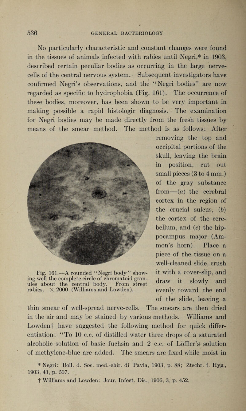 No particularly characteristic and constant changes were found in the tissues of animals infected with rabies until Negri,* in 1903, described certain peculiar bodies as occurring in the large nerve- cells of the central nervous system. Subsequent investigators have confirmed Negri’s observations, and the-“Negri bodies” are now regarded as specific to hydrophobia (Fig. 161). The occurrence of these bodies, moreover, has been shown to be very important in making possible a rapid histologic diagnosis. The examination for Negri bodies may be made directly from the fresh tissues by means of the smear method. The method is as follows: After removing the top and occipital portions of the skull, leaving the brain in position, cut out small pieces (3 to 4 mm.) of the gray substance from—(a) the cerebral cortex in the region of the crucial sulcus, (b) the cortex of the cere¬ bellum, and (c) the hip¬ pocampus major (Am¬ mon’s horn). Place a piece of the tissue on a well-cleaned slide, crush it with a cover-slip, and draw it slowly and evenly toward the end of the slide, leaving a thin smear of well-spread nerve-cells. The smears are then dried in the air and may be stained by various methods. Williams and Lowdenf have suggested the following method for quick differ¬ entiation: “To 10 c.c. of distilled water three drops of a saturated alcoholic solution of basic fuchsin and 2 c.c. of Loffler’s solution of methylene-blue are added. The smears are fixed while moist in * Negri: Boll. d. Soc. med.-chir. di Pavia, 1903, p. 88; Ztschr. f. Hyg., 1903, 43, p. 507. t Williams and Lowden: Jour. Infect. Dis., 1906, 3, p. 452. Fig. 161.—A rounded “Negri body” show¬ ing well the complete circle of chromatoid gran¬ ules about the central body. From street rabies. X 2000 (Williams and Lowden).