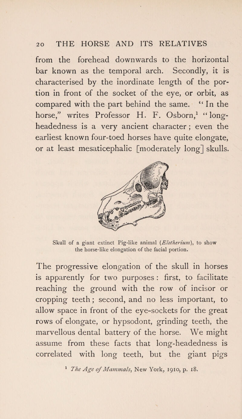 from the forehead downwards to the horizontal bar known as the temporal arch. Secondly, it is characterised by the inordinate length of the por¬ tion in front of the socket of the eye, or orbit, as compared with the part behind the same. “In the horse/' writes Professor H. F. Osborn,1 “ long¬ headedness is a very ancient character ; even the earliest known four-toed horses have quite elongate, or at least mesaticephalic [moderately long] skulls. Skull of a giant extinct Pig-like animal (Elotheriwn), to show the horse-like elongation of the facial portion. The progressive elongation of the skull in horses is apparently for two purposes : first, to facilitate reaching the ground with the row of incisor or cropping teeth; second, and no less important, to allow space in front of the eye-sockets for the great rows of elongate, or hypsodont, grinding teeth, the marvellous dental battery of the horse. We might assume from these facts that long-headedness is correlated with long teeth, but the giant pigs 1 The Age of Mammals, New York, 1910, p. 18.