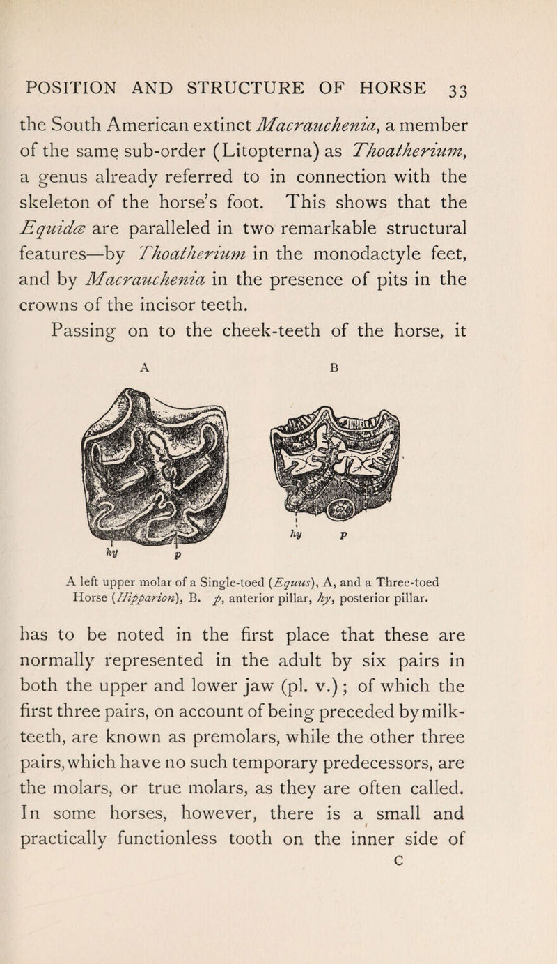 the South American extinct Macrauchenia, a member of the same sub-order (Litopterna) as Thoatherium, a genus already referred to in connection with the skeleton of the horse’s foot. This shows that the Equidce are paralleled in two remarkable structural features—by fhoatherium in the monodactyle feet, and by Macrauchenia in the presence of pits in the crowns of the incisor teeth. Passing on to the cheek-teeth of the horse, it A B A left upper molar of a Single-toed (Equus), A, and a Three-toed Horse (Hipparion), B. p, anterior pillar, hy> posterior pillar. has to be noted in the first place that these are normally represented in the adult by six pairs in both the upper and lower jaw (pi. v.); of which the first three pairs, on account of being preceded by milk- teeth, are known as premolars, while the other three pairs, which have no such temporary predecessors, are the molars, or true molars, as they are often called. In some horses, however, there is a small and \ practically functionless tooth on the inner side of c