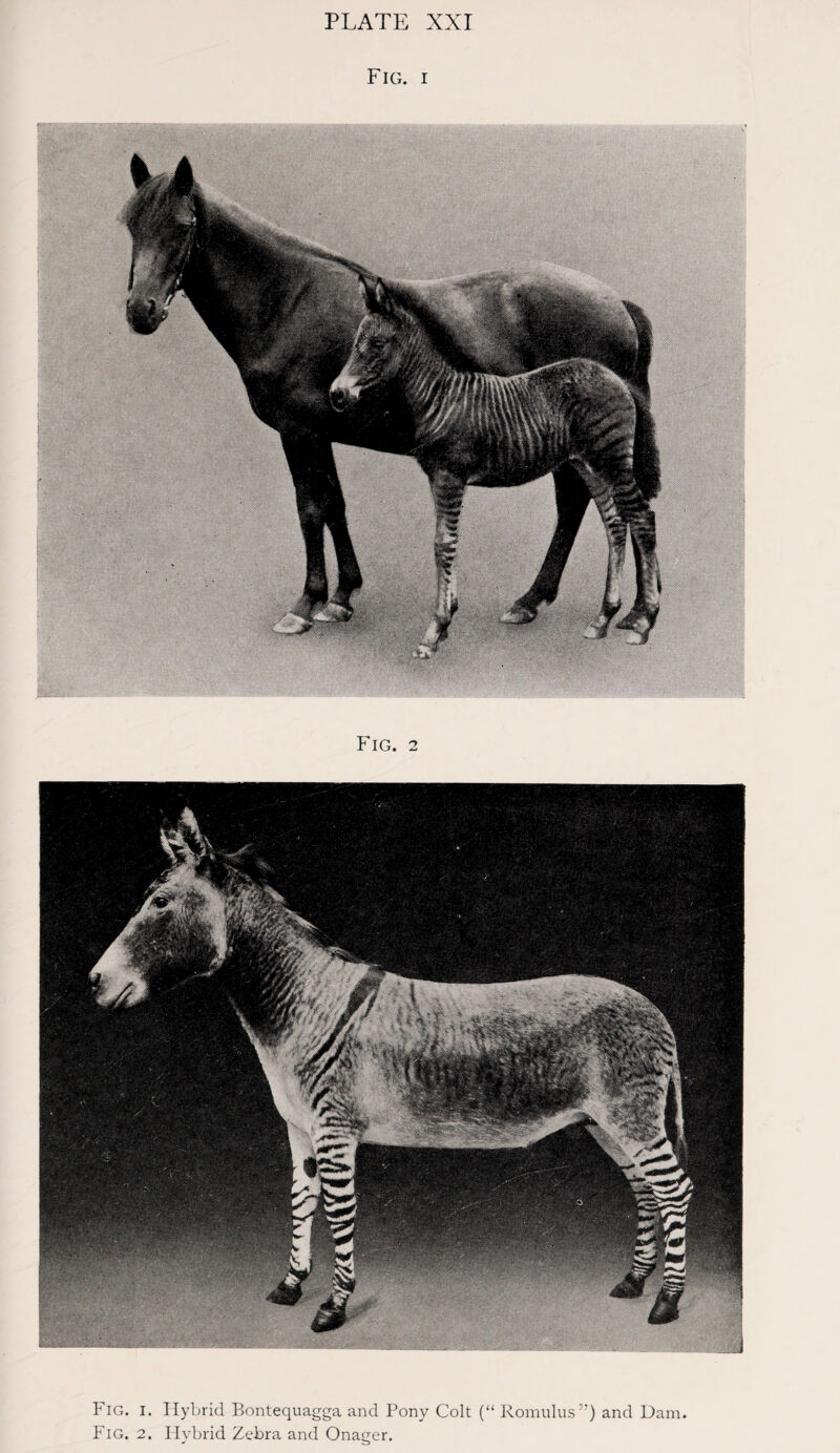 PLATE XXI Fig. i Ml ■ illllSIlll ■ i i ■■Hi Fig. 2 Fig. i. Hybrid Bontequagga and Pony Colt (“ Romulus”) and Dam. Fig. 2. Hybrid Zebra and Onager.