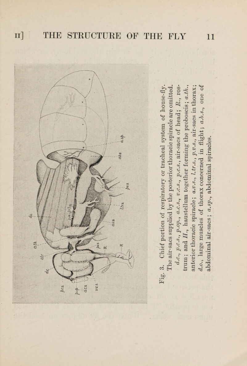 ft <X> h-h © H-3 • rH m a a o o ft CD «4~l 5-t c3 o <D a a> 73 Ctf %-i * rH C0 ft 02 m © • rH cS © CD c3 r1 5-1 r*H O o a3 ft ?H +a 5-1 o o • rH ?H © u 02 o O H-=> CS ft © • rH (H A rH w <D ^ ft O © • rH . r~| u CO © • I—I r—H 3 M Xfl o a3 CE i ?H • pH c3 ft H d.c., p.c.s., p.op., a.c.s., v.c.s., p.c.s., air-sacs of head; R., ros¬ trum; and H., haustellum together forming the proboscis; a.th., anterior thoracic spiracle; a.v.s., l.tr.s., p.v.s., air-sacs in thorax; d.o., large muscles of thorax concerned in flight; a.b.s., one of abdominal air-sacs; a.sp., abdominal spiracles.