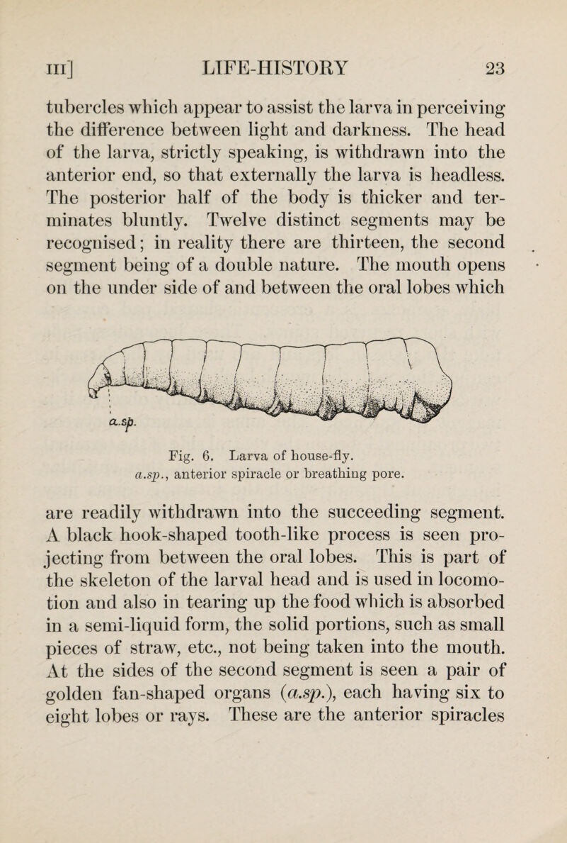 tubercles which appear to assist the larva in perceiving the difference between light and darkness. The head of the larva, strictly speaking, is withdrawn into the anterior end, so that externally the larva is headless. The posterior half of the body is thicker and ter¬ minates bluntly. Twelve distinct segments may be recognised; in reality there are thirteen, the second segment being of a double nature. The mouth opens on the under side of and between the oral lobes which Fig. 6. Larva of house-fly. a.sp., anterior spiracle or breathing pore. are readily withdrawn into the succeeding segment. A black hook-shaped tooth-like process is seen pro¬ jecting from between the oral lobes. This is part of the skeleton of the larval head and is used in locomo¬ tion and also in tearing up the food which is absorbed in a semi-liquid form, the solid portions, such as small pieces of straw, etc., not being taken into the mouth. At the sides of the second segment is seen a pair of golden fan-shaped organs (a.sp.), each having six to eight lobes or rays. These are the anterior spiracles