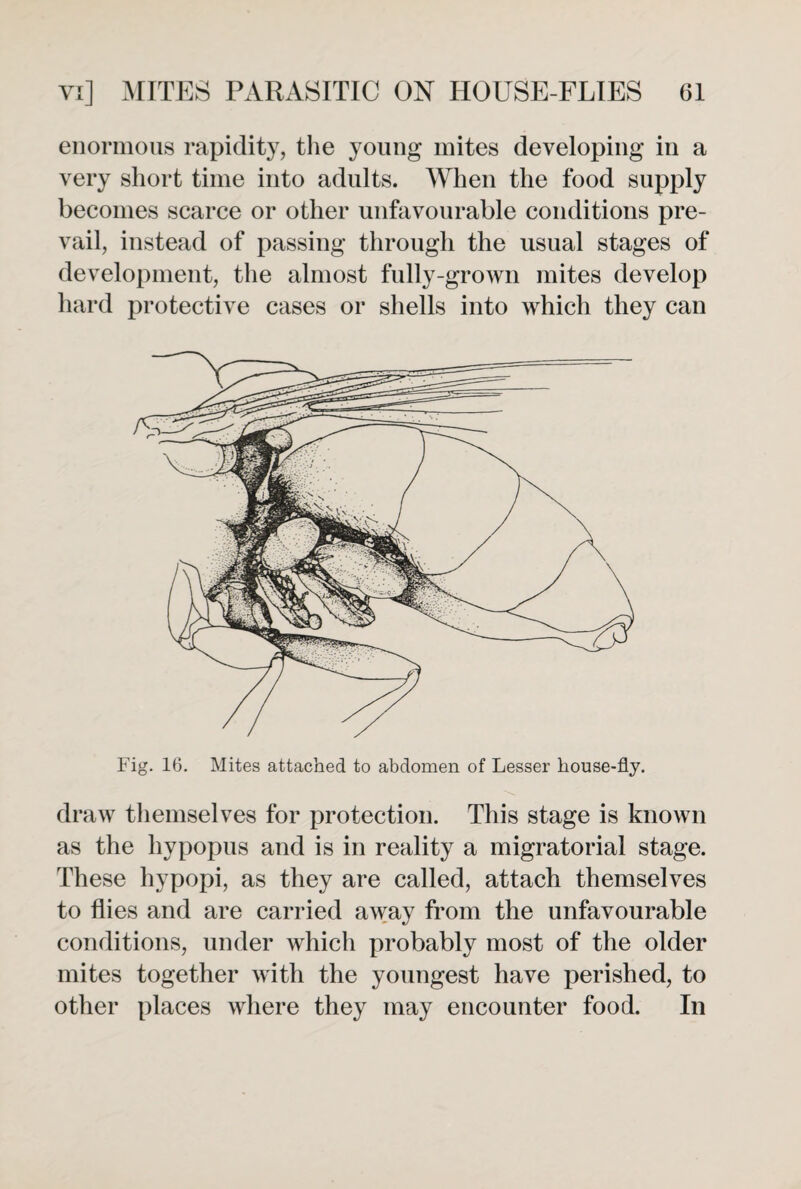 enormous rapidity, the young mites developing in a very short time into adults. When the food supply becomes scarce or other unfavourable conditions pre¬ vail, instead of passing through the usual stages of development, the almost fully-grown mites develop hard protective cases or shells into which they can Fig. 16. Mites attached to abdomen of Lesser house-fly. draw themselves for protection. This stage is known as the hypopus and is in reality a migratorial stage. These hypopi, as they are called, attach themselves to flies and are carried away from the unfavourable conditions, under which probably most of the older mites together with the youngest have perished, to other places where they may encounter food. In