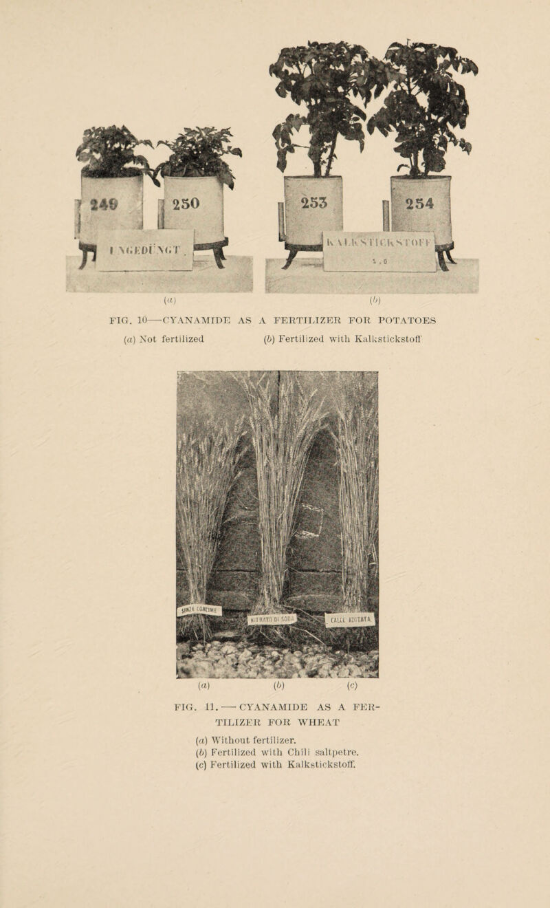 FIG. 10—-CYANAMIDE AS A FERTILIZER FOR POTATOES (a) Not fertilized (b) Fertilized with Kalkstickstoff FIG. 11.-CYANAMIDE AS A FER¬ TILIZER FOR WHEAT (a) Without fertilizer. (b) Fertilized with Chili saltpetre. (c) Fertilized with Kalkstickstoff.