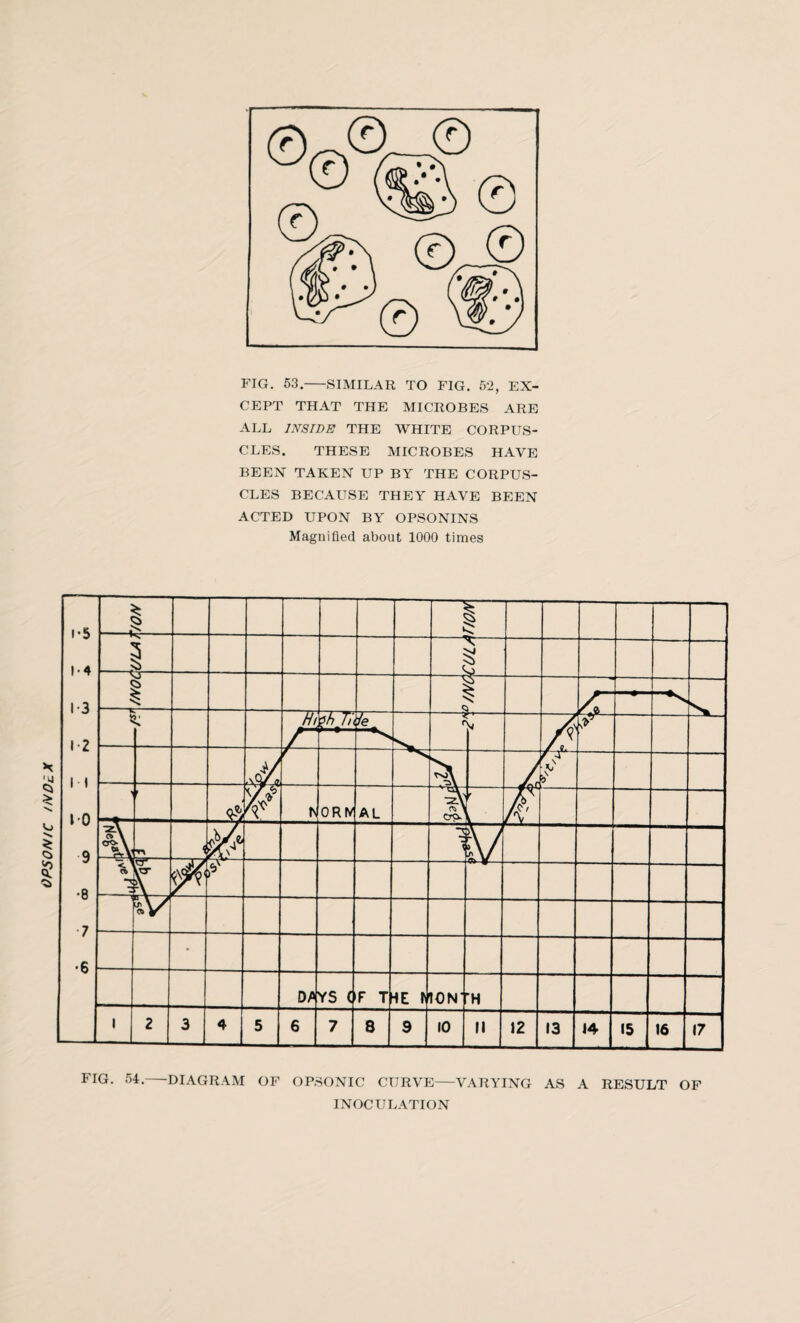 OPSONIC INDLX FIG. 53.-SIMILAR TO FIG. 52, EX¬ CEPT THAT THE MICROBES ARE ALL INSIDE THE WHITE CORPUS¬ CLES. THESE MICROBES HAVE BEEN TAKEN UP BY THE CORPUS¬ CLES BECAUSE THEY HAVE BEEN ACTED UPON BY OPSONINS Magnified about 1000 times FIG. 54.-DIAGRAM OF OPSONIC CURVE—VARYING AS A RESULT OF INOCULATION