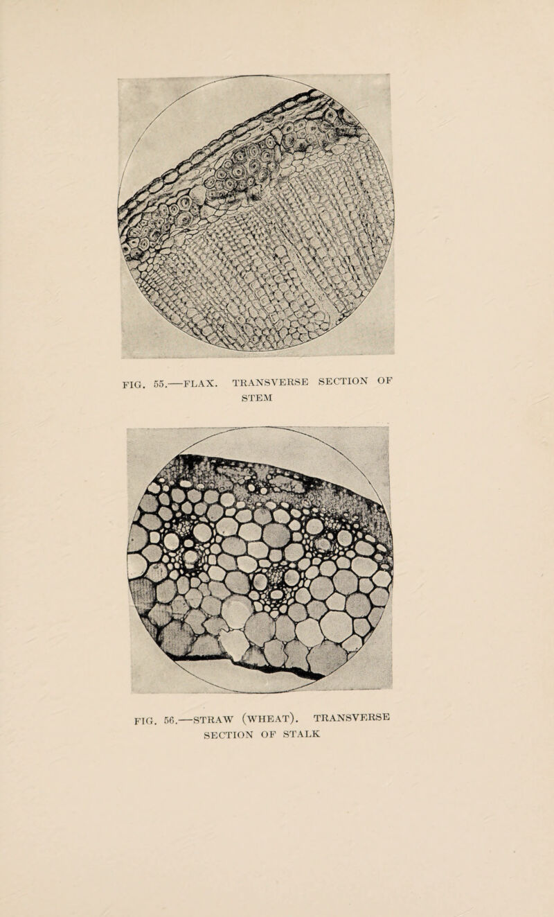 FIG. 55.-FLAX. TRANSVERSE SECTION OF STEM FIG. 56#-STRAW (WHEAT). TRANSVERSE SECTION OF STALK