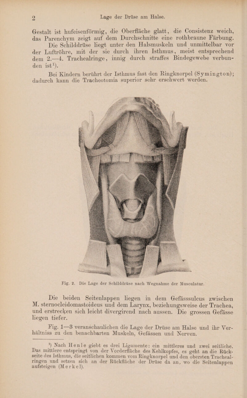 Gestalt ist hufeisenförmig, die Oberfläche glatt, die Consistenz weich, das Parenchym zeigt auf dem Durchschnitte eine rothbräune Färbung. Die Schilddrüse liegt unter den Halsmuskeln und unmittelbar vor der Luftröhre, mit der sie durch ihren Isthmus, meist entsprechend dem 2.—4. Trachealringe, innig durch straffes Bindegewebe verbun¬ den ist1). Bei Kindern berührt der Isthmus fast den Kingknorpel (Symington); dadurch kann die Tracheotomia superior sehr erschwert werden. Fig. 2. Die Lage der Schilddrüse nach Wegnahme der Musculatur. Die beiden Seitenlappen liegen in dem Gefässsulcus zwischen M. sternocleidomastoideus und dem Larynx, beziehungsweise der Trachea, und erstrecken sich leicht divergirend nach aussen. Die grossen Gefässe liegen tiefer. o Fig. 1—3 veranschaulichen die Lage der Drüse am Halse und ihr Yer- hältniss zu den benachbarten Muskeln, Gefässen und Nerven. )) Nach Henle giebt es drei Ligamente: ein mittleres und zwei seitliche. Das mittlere entspringt von der Vorderfläche des Kehlkopfes, es geht an die Rück¬ seite des Isthmus, die seitlichen kommen vom Ringknorpel und den obersten Tracheal- ringen und setzen sich an der Rückfläche der Drüse da an, wo die Seitenlappen aufsteigen (Merkel).