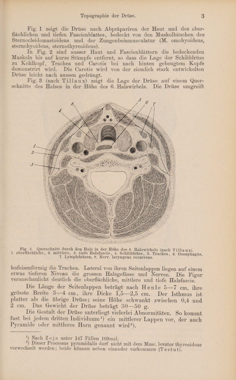 Fig. 3. Querschnitt durch den Hals in der Höhe des 6. Halswirbels (nach Tillaux). 1. oherfläclilichej 2. mittlere, 3. tiefe Halsfascie, 4. Schilddrüse, 5. Trachea, 8. Oesophagus 7. Lymphdrüsen, 8. Nerv, laryngeus recurrens. hufeisenförmig die Trachea. Lateral von ihren Seitenlappen liegen auf einem etwas tieferen Niveau die grossen Halsgefässe und Nerven. Die Figur veranschaulicht deutlich die oberflächliche, mittlere und tiefe Halsfascie. Die Länge der Seitenlappen beträgt nach He nie 5—7 cm, ihre grösste Breite 3—4 cm, ihre Dicke 1,5—2,5 cm. Der Isthmus ist platter als die übrige Drüse; seine Höhe schwankt zwischen 0,4 und 2 cm. Das Gewicht der Drüse beträgt 30—50 g. Die Gestalt der Drüse unterliegt vielerlei Abnormitäten. So kommt fast bei jedem dritten Individuum1) ein mittlerer Lappen vor, der auch Pyramide oder mittleres Horn genannt wird2). 0 Nach Zoja unter 147 Fällen 109mal. ) Dieser Processus pyramidalis darf nicht mit dem Muse, levator thyreoideae verwechselt werden; beide können neben einander Vorkommen (T es tut). Fig. 1 zeigt die Drüse nach Abpräpariren der Haut und des ober¬ flächlichen und tiefen Fascienblattes, bedeckt von den Muskelbäuchen des Sternocleiclomastoideus und der Zungenbeinmusculatur (M. omohyoideus, sternohyoideus, sternothyreoideus). In Fig. 2 sind ausser Haut und Fascienblättern die bedeckenden Muskeln bis auf kurze Stümpfe entfernt, so dass die Lage der Schilddrüse zu Kehlkopf, Trachea und Carotis bei nach hinten gebeugtem Kopfe demonstrirt wird. Die Carotis wird von der ziemlich stark entwickelten Drüse leicht nach aussen gedrängt. Fig. 3 (nach Tillaux) zeigt die Lage der Drüse auf einem Quer¬ schnitte des Halses in der Höhe des 6. Halswirbels. Die Drüse umgreift