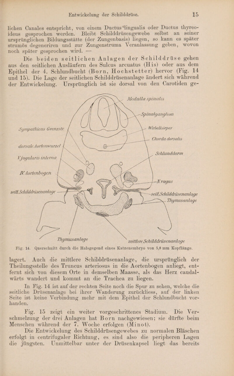 liehen Canales entspricht, von einem Ductus lingualis oder Ductus thyreo- ideus gesprochen werden. Bleibt Schilddrüsengewebe selbst an seiner ursprünglichen Bildungsstätte (der Zungenbasis) liegen, so kann es später strumös degeneriren und zur Zungenstruma Veranlassung geben, wovon noch später gesprochen wird. — Die beiden seitlichen Anlagen der Schilddrüse gehen aus den seitlichen Ausläufern des Sulcus arcuatus (His) oder aus dem Epithel der 4. Schlundbucht (Born, Höchst etter) hervor (Fig. 14 und 15). Die Lage der seitlichen Schilddrüsenanlage ändert sich während der Entwickelung. Ursprünglich ist sie dorsal von den Carotiden ge- Fig. 14. Querschnitt durch die Halsgegend eines Katzenembryo von 5,8 mm Kopflänge. lagert. Auch die mittlere Schilddrüsenanlage, die ursprünglich der Theilungsstelle des Truncus arteriosus in die Aortenbogen anliegt, ent¬ fernt sich von diesem Orte in demselben Maasse, als das Herz caudal- wärts wandert und kommt an die Trachea zu liegen. In Fig. 14 ist auf der rechten Seite noch die Spur zu sehen, welche die seitliche Drüsenanlage bei ihrer Wanderung zurückliess, auf der linken Seite ist keine Verbindung mehr mit dem Epithel der Schlundbucht vor¬ handen. Fig. 15 zeigt ein weiter vorgeschrittenes Stadium. Die Ver¬ schmelzung der drei Anlagen hat Born nachgewiesen; sie dürfte beim Menschen während der 7. Woche erfolgen (Minot). Die Entwickelung des Schilddrüsengewebes zu normalen Bläschen erfolgt in centrifugaler Richtung, es sind also die peripheren Lagen die jüngsten. Unmittelbar unter der Drüsenkapsel liegt das bereits