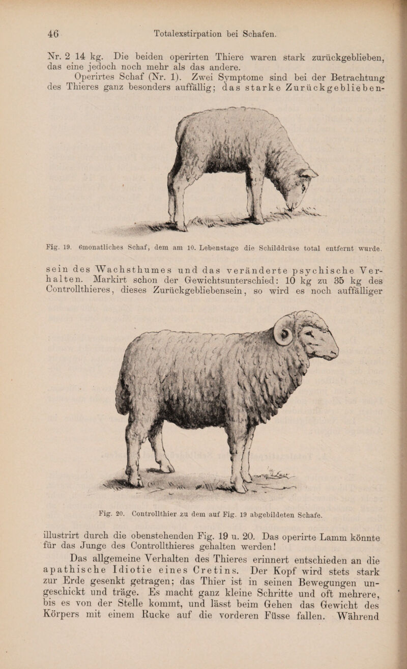 Nr. 2 14 kg. Die beiden operirten Thiere waren stark zurückgeblieben, das eine jedoch noch mehr als das andere. Operirtes Schaf (Nr. 1). Zwei Symptome sind bei der Betrachtung des Thieres ganz besonders auffällig; das starke Zurückgeblieben- Fig. 19. 6monatliclie3 Schaf, dem am 10. Lebenstage die Schilddrüse total entfernt wurde. sein des Wachsthumes und das veränderte psychische Ver¬ halten. Markirt schon der Gewichtsunterschied: 10 kg zu 35 kg des Controllthieres, dieses Zurückgebliebensein, so wird es noch auffälliger Fig. 20. Controllthier zu dem auf Fig. 19 abgebildeten Schafe. illustrirt durch die obenstehenden Fig. 19 u. 20. Das operirte Lamm könnte für das Junge des Controllthieres gehalten werden! Das allgemeine Verhalten des Thieres erinnert entschieden an die apathische Idiotie eines Cretins. Der Kopf wird stets stark zur Erde gesenkt getragen; das Thier ist in seinen Bewegungen un¬ geschickt und träge. Es macht ganz kleine Schritte und oft mehrere, bis es von der Stelle kommt, und lässt beim Gehen das Gewicht des Körpers mit einem Rucke auf die vorderen Füsse fallen. Während