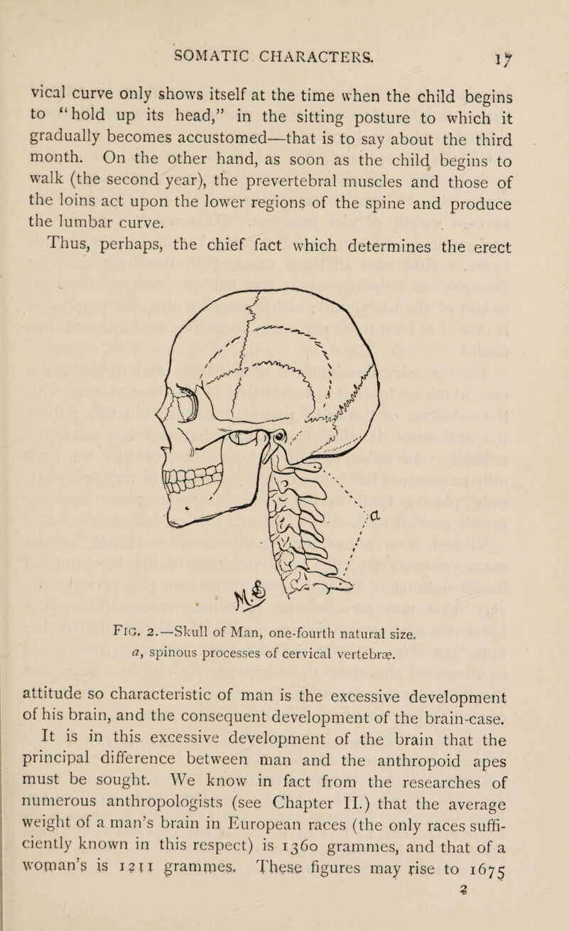 vical curve only shows itself at the time when the child begins to “hold up its head,” in the sitting posture to which it gradually becomes accustomed—that is to say about the third month. On the other hand, as soon as the child, begins to walk (the second year), the prevertebral muscles and those of the loins act upon the lower regions of the spine and produce the lumbar curve. Thus, perhaps, the chief fact which determines the erect Fig. 2.—Skull of Man, one-fourth natural size. a, spinous processes of cervical vertebrae. attitude so characteristic of man is the excessive development of his brain, and the consequent development of the brain-case. It is in this excessive development of the brain that the principal difference between man and the anthropoid apes must be sought. We know in fact from the researches of numerous anthropologists (see Chapter II.) that the average weight of a man’s brain in European races (the only races suffi¬ ciently known in this respect) is 1360 grammes, and that of a woman’s is I?u grammes. These figures may rise to 1675