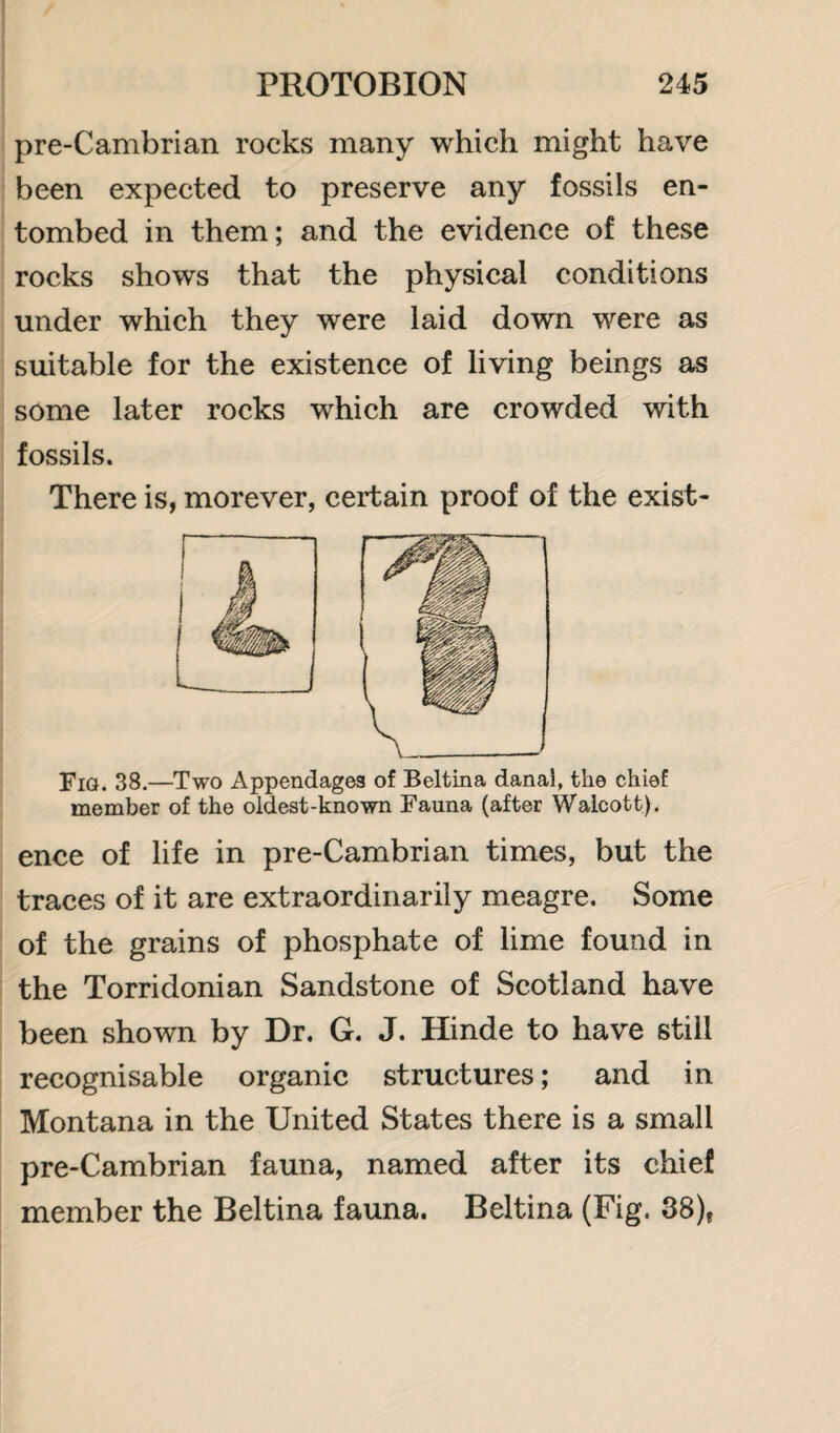 pre-Cambrian rocks many which might have been expected to preserve any fossils en¬ tombed in them; and the evidence of these rocks shows that the physical conditions under which they were laid down were as suitable for the existence of living beings as some later rocks which are crowded with fossils. There is, morever, certain proof of the exist- Fig. 38.—Two Appendages of Beltina danal, the chief member of the oldest-known Fauna (after Walcott). ence of life in pre-Cambrian times, but the traces of it are extraordinarily meagre. Some of the grains of phosphate of lime found in the Torridonian Sandstone of Scotland have been shown by Dr, G. J. Hinde to have still recognisable organic structures; and in Montana in the United States there is a small pre-Cambrian fauna, named after its chief member the Beltina fauna. Beltina (Fig. 38),