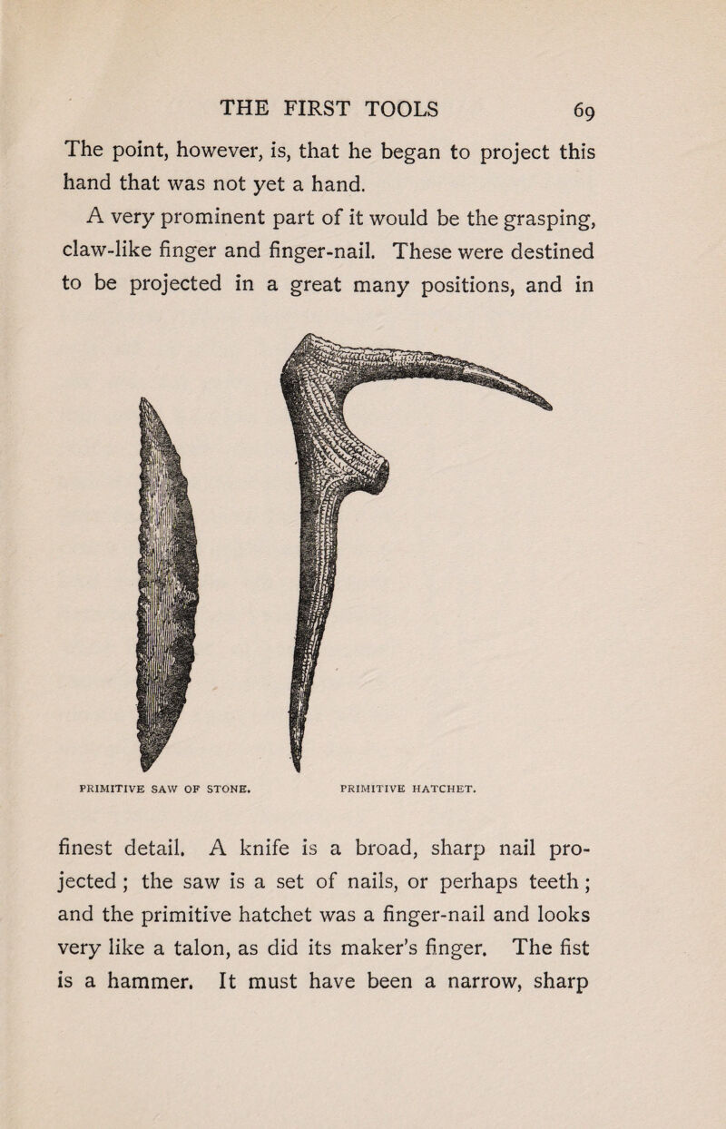 The point, however, is, that he began to project this hand that was not yet a hand. A very prominent part of it would be the grasping, claw-like finger and finger-nail. These were destined to be projected in a great many positions, and in PRIMITIVE SAW OF STONE. PRIMITIVE HATCHET. finest detail. A knife is a broad, sharp nail pro¬ jected ; the saw is a set of nails, or perhaps teeth; and the primitive hatchet was a finger-nail and looks very like a talon, as did its maker’s finger. The fist is a hammer. It must have been a narrow, sharp