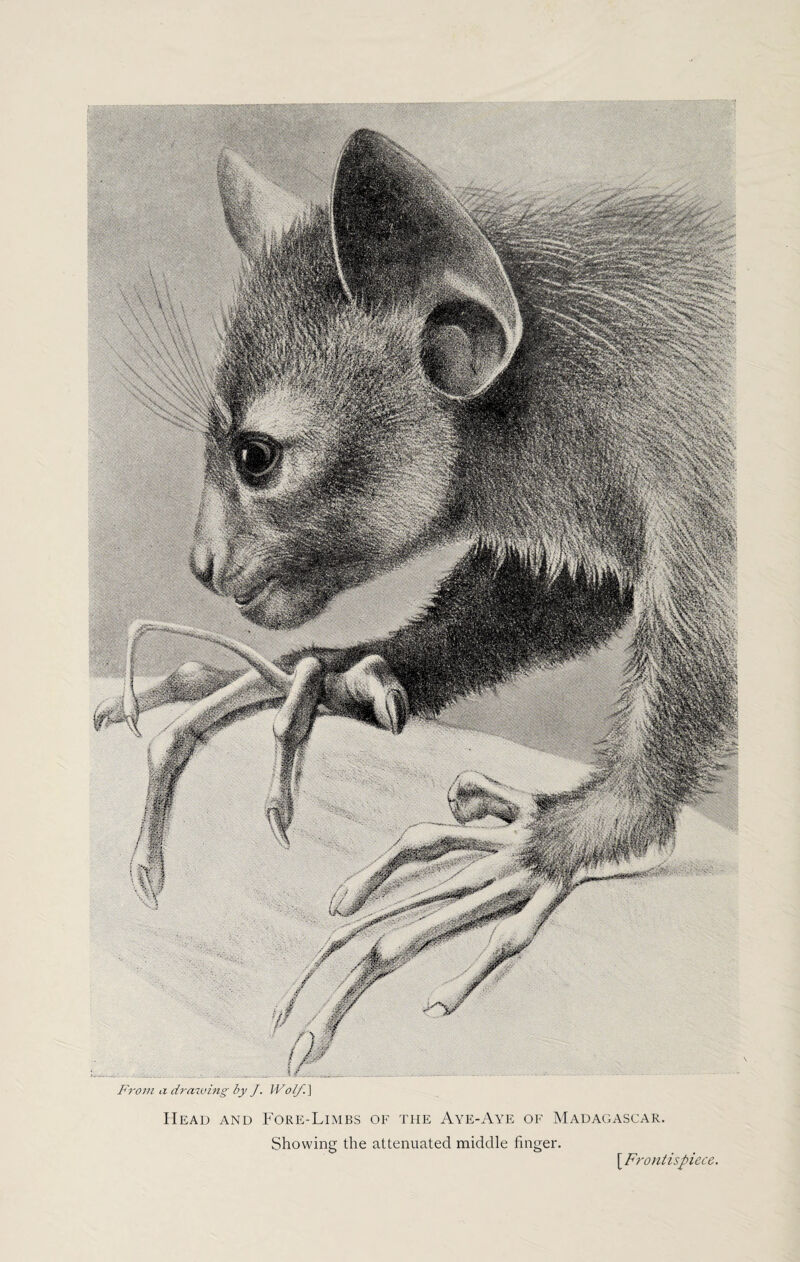From a drawing by J. IVo/f.] Head and Fore-Limbs of the Aye-Aye of Madagascar Showing the attenuated middle finger. [ Frontispiece.