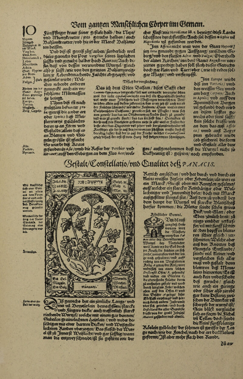 IO blifteit; luuoQsn- in fe#r JTurcf. V erg lius. ?!c/e Accj. Hcmd'-anui li 3. Lvbfa- Maccdonia. Aifri«* ßtun Hypona (CK BOQ3* Adras. ~t v. i iSüife Pai!gas._f Ztird^n inn d:r Öanct Auo>:( ftmiü sfqjrc^gt (bl i»f (n. Eur.ipi. Tat ui a. ttnfrvft, Strg.t <$cm gaiißfu $vm/c§ftd>cR £6rperimt ©emem. 5mtfffwtger traut ferner gerate / bie Heptf vnb lYhin^hcuttcr / jres gerttebs halben / and} Balfamttrcutter/vnb j>temOcr tHarcf Balfami> ten baffem X)itb btfjtft gewiß 3ugr4uben/ fuitberlich weil bieics gewechs berpoet vcrgiiim feines Uap\id)cn jafjts vnb geruchs fadbecSpocb Xuemct/2lu(h bv }ee/oaß von beffett venvtmbtierXPurt^elgietch alfo fr fafft /wie von ben gerieten Bal|äm3wcig* iem/jr ilcbcnbemacbertbe ^etfdbfce abgesapft/vnb gefamlet wirbt / XOeU dbes nebenbt anberett AI». Patfhio. Hyicancr. gemcrcte auch ein vrn fchtyame tnötmaflun ge bringt Vfaxmbiß ift noch gnugfäm berixn tcr pro i>*/gewiß bi« &nber ort Ober Speciesdefi XWeV ßerwnrt$e Qefdpledtts berat es Art JOrm ”vnb <ßeftalbtGillein baß cs an jblätero vnb Steif gebt großer tffegleicbs Sowierbtbß? Äraut ‘XtffadjOcf toörgleicfjttng idj brm (fblcn Qtaffam/ fcifen 0<*fft eber (jUTmrtt Opfopgna* toet-gieie^e/Cdl nur mettianOt toerargeti/ Mm» weil tcr reefjt ojK>b*if*mlo\ä)i au&tefj of5 i&gcnfcf)afft/|uu&cr Viel ■ mel}r emrr 3rt>tfc0cr» tont TOcffcrrgen termifcfymn 2frce/ »clc^e& allein anff tiefem ^nßcwei'cn/tas er iwt jefj iß/ and; nitoö tcr Sätäitufävombtt wtnmtre 5*ifjtneo/ .©atm weil er einer 0ulpi;unfd)en 0u&ffann / je rteilt er fiel; wi QQPaffer/ was fiel) mm ^erteilt/ tas tan tut £b|cffwiitnticn/funOtr fmeft $ft grimtt/ to#t wasjil gnmtt ffneft/ tas fanAtt (eiff fein / ©erljaf&cn i(t tcr föaufl ten Swrtgkin gefetten nidff fo gilt/ weil er ^eiffer/ter letffe atcr/fcas©igtrirttjr tuet jcljer/tonö boriuwolnecf)cittcr ton .RrcffOgcr als ber f« außtJen toenrimuen fe^bgfein treiffet bodj ift ter.elbjg Ccifn/ iaß ber fo auf; tcr $rüc^t/ welcher CarpsbalfvnZ gmet'torfacb Oer erft ift öom -t>ar(; bej^ fMßC3/<mpas fc^miiwgcr. (ber ^luflCivte h crodUnut lib. be^ewgt'bfefc £anbe fdbitffctcn burcbflatffet^wcb fol beffen >*L)bu vijf mjeedonia vjit gefimbm werben» 2Jnn Affncdniefot weit t>on ber Statt Hypot*/ j'et3 bojw gatanbt/gegen 2t»ffgang/ ^wifcbcm (0^ birg/vnb ben flnffen adras vnb p*UgM( (bbertt)4(b ber aitten X\trcben/ witbere Bauet Augufhnus vor^ jeitten geprebtgt fiaben fölbftccfc) btefes (^avedro boeb garilriit vnb CimYobcr C wieteb reben |oD gar tllager/vitb vwfrrnpfjt. jfmt europd wirbt bi|j inn TetrtsrU i vmb ben weifjen Gcc/vmtb am berg c'arpato/ 2f«cb in Kpaluj vitb an ff ben 2(peninifcbcn Bergen vi( gejpunbe/bocb wirb an bijent Ictf?en gc^ weebs ober feine faf}}/ fein folcbe traff/wie an bem bas auf? a ffrU cä/ vrtrtb au^ 2fegy^ ptat gebrad>t wirbt (ob ghcbwol btc ferm vnb (Befallt aller bin* tüPfr ft$nfHM?er fafft ontr (Ptmr. uri nit «lltin au» Sem Panax fun><r öuit) aufs öcrUJaflirvur^ fenb 25trinf!au> mag fefamlct werden* KVnnberlidje für for§ ter TTatur (Eleidjfte». der <f5elen.ng ein» fdjtuangtm wa> bi 8. Scamdigi fTornt öder ff« fla'a Der würg. gefimbenutA/n fvmb bie Äefier ber vmbicr vnb |ett/ auggenobmmen ba^ bie Wurnct nicht fo üfrcaner/auffbm Gebirgen an bem JUts accs/weU ©icff>e»mg iß) gef piret/ noch empfimbem (Sefia(t/Confid(attö/ton6 (^uaittet bcfc-p^N^cis. Rettich anjfifcbcn (vnbfyxt bnreb vnb bitreb ein tletnsweiffes Siglen ober^ebemlein/als werces ein tlTarcF /Sic ifl oben mit Kimglcn gefalttet/ auff welcher ein flarcf er Xetitbarigcr ober XOuls lechmga* vnb jitweitbig ho (er/ boch mit tfTarcf außgefiltter flcitgel fret / Zufi bem m vnberfl bey bem hmipt ber XX>urt3cl vi( ft.trcfcr Blattfcho0 herfur tommen / bie Bletter fembt fchon grüeii iDict/vnb (Blatt / ober ^bcnjimlich breit/ ?fi rings vmbher 3 cf tcr f> fet/vit mit funfffchm'c# te cbett hopffat blccto ren fbhier gleich 5 .icr^ fchnitteit/weld;c aber au^ ben Xnottert beß Qtcngels iZtttßanbt/ friitbt viel tleiner/vitb vergleichen fich aller maf? vnb gefialt benn blettcren be0 tVfmns leins hieuorrteit/i5s ift auch tein vnbcrfcheibt bef? gcrud^s / gleich wie auch ein geringe Ober fchieralfbjürebc gar teine SDiffang 3 wv fchen berBitterteit vn feherpfe ber wurtie ißl Geilt blörft vcrglacht fich att form/bc^cchel vtt Cyllen/boch feinbt bictleinc fünffbletttgc X^slein gelbled)t/ ber fohmen ift geriffet ber i et) ge nadvsvie ber ^enchcl/nach berart bcrtHolune geformt/3 ft ^hcr mehr fia d? ben Xunbr» gewechs hat ein 3intliche Stattge/ vnb Jmtt vil Beyjefer(ein bewachfl&ne/ftarcte ^ vnb Ringers biete/ auch treffenlich ftarct riechenbe XOorgel/ welche mit einem gar burtnen/ Bubrilcn grauwlechttcn hmlmt C vnb vnber b& ^»nfHic^er ©ummr. XJmDcviuf? gviucftefj Jpcfy monats Wirt tie COTeiftcrd iwur^tas »jx oCcrOep ?43emtf lauwes/ TX?unhteI fei; 9iee!;tlieljer wcilCtamit nit tie0oil tmrcf; jrc ilrafft tic fcdcf)tte an ficb jiccr;e)ansarafciPtontter fen gc uad; gefpalrteit / tont aufj^ redytig iim ein Dcrglafnrten jRrftg A grtau/ter^rög Wirt tonterfitO inn einen folc&cn Drfccnfib *Ofen/ P. gefjencft/ tont tonten ein ©fesfein c. tiea^tricffente^ciifOte torm ja entfpa^cn geftaft' tont wirt turct faitgfam Jeär/welches o£en auff ten -CffenP/tomö tas ©efd^tr a gelegt/ tifer jStcffafft entpfauge/ tont \>exf nac^turc^antcre 3nfn umet toter (icf> getri6en / tont turc^ DtßtlUtä tte aller &uptiUßc fraffPtoon ter grofce 3rtifcf;e Ms/err gefönten toiit aOtcilt. d iß 5« jbttterfi Weif?lccht/vnb gar fafjhg/wattn matt bie en^wey fchnabt/ift fie geftimt wie ber
