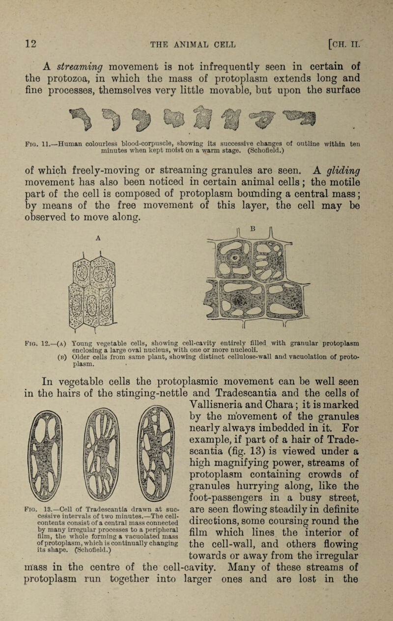 A streaming movement is not infrequently seen in certain of the protozoa, in which the mass of protoplasm extends long and fine processes, themselves very little movable, but upon the surface Fig. 11.—Human colourless blood-corpuscle, showing its successive changes of outline within ten minutes when kept moist on a warm stage. (Schofield.) of which freely-moving or streaming granules are seen. A gliding movement has also been noticed in certain animal cells; the motile part of the cell is composed of protoplasm bounding a central mass; by means of the free movement of this layer, the cell may be observed to move along. Fig. 12.—(a) Young vegetable cells, showing cell-cavity entirely filled with granular protoplasm enclosing a large oval nucleus, with one or more nucleoli. (b) Older cells from same plant, showing distinct cellulose-wall and vacuolation of proto¬ plasm. In vegetable cells the protoplasmic movement can be well seen in the hairs of the stinging-nettle and Tradescantia and the cells of Yallisneria and Chara; it is marked by the movement of the granules nearly always imbedded in it. For example, if part of a hair of Trade¬ scantia (fig. 13) is viewed under a high magnifying power, streams of protoplasm containing crowds of granules hurrying along, like the foot-passengers in a busy street, are seen flowing steadily in definite directions, some coursing round the film which lines the interior of the cell-wall, and others flowing towards or away from the irregular mass in the centre of the cell-cavity. Many of these streams of protoplasm run together into larger ones and are lost in the Fig. 13.—Cell of Tradescantia drawn at suc¬ cessive intervals of two minutes.—The cell- contents consist of a central mass connected by many irregular processes to a peripheral film, the whole forming a vacuolated mass of protoplasm, which is continually changing its shape. (Schofield.)