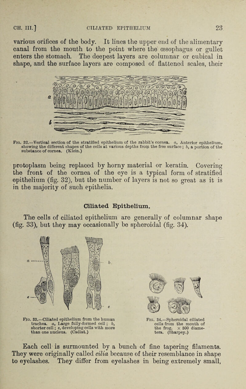 various orifices of the body. It lines the upper end of the alimentary canal from the mouth to the point where the oesophagus or gullet enters the stomach. The deepest layers are columnar or cubical in shape, and the surface layers are composed of flattened scales, their Fig. 32.—Vertical section of the stratified epithelium of the rabbit’s cornea, a, Anterior epithelium, showing the different shapes of the cells at various depths from the free surface ; b, a portion of the substance of cornea. (Klein.) protoplasm being replaced by horny material or keratin. Covering the front of the cornea of the eye is a typical form of stratified epithelium (fig. 32), but the number of layers is not so great as it is in the majority of such epithelia. Ciliated Epithelium. The cells of ciliated epithelium are generally of columnar shape (fig. 33), but they may occasionally be spheroidal (fig. 34). Fig. 33.—Ciliated epithelium from the human trachea, a, Large fully-formed cell ; b, shorter cell; c, developing cells with more than one nucleus. (Cadiat.) Fig. 34.—Spheroidal ciliated cells from the mouth of the frog, x 300 diame¬ ters. (Sharpey.) Each cell is surmounted by a bunch of fine tapering filaments. They were originally called cilia because of their resemblance in shape to eyelashes. They differ from eyelashes in being extremely small,