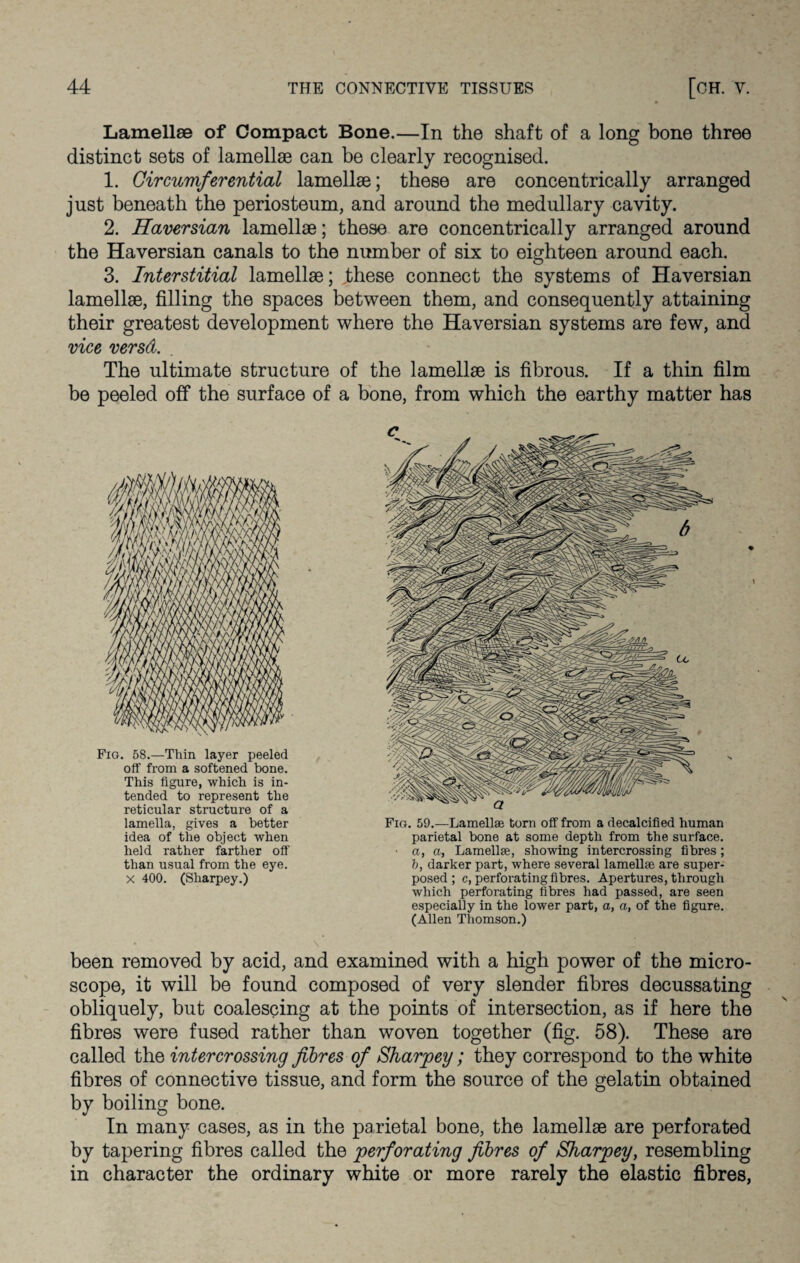 Lamellae of Compact Bone.—In the shaft of a long bone three distinct sets of lamellae can be clearly recognised. 1. Circumferential lamellae; these are concentrically arranged just beneath the periosteum, and around the medullary cavity. 2. Haversian lamellae; these are concentrically arranged around the Haversian canals to the number of six to eighteen around each. 3. Interstitial lamellae; ..these connect the systems of Haversian lamellae, filling the spaces between them, and consequently attaining their greatest development where the Haversian systems are few, and vice versd. The ultimate structure of the lamellae is fibrous. If a thin film be peeled off the surface of a bone, from which the earthy matter has Fig. 58.—Thin layer peeled off from a softened bone. This figure, which is in¬ tended to represent the reticular structure of a lamella, gives a better idea of the object when held rather farther off than usual from the eye. x 400. (Sharpey.) Fin. 59.—Lamellae torn off from a decalcified human parietal bone at some depth from the surface. ■ a, a, Lamellae, showing intercrossing fibres ; b, darker part, where several lamellae are super¬ posed ; c, perforating fibres. Apertures, through which perforating fibres had passed, are seen especially in the lower part, a, a, of the figure. (Allen Thomson.) been removed by acid, and examined with a high power of the micro¬ scope, it will be found composed of very slender fibres decussating obliquely, but coalescing at the points of intersection, as if here the fibres were fused rather than woven together (fig. 58). These are called the intercrossing fibres of Sharpey; they correspond to the white fibres of connective tissue, and form the source of the gelatin obtained by boiling bone. In many cases, as in the parietal bone, the lamellae are perforated by tapering fibres called the perforating fibres of Sharpey, resembling in character the ordinary white or more rarely the elastic fibres,