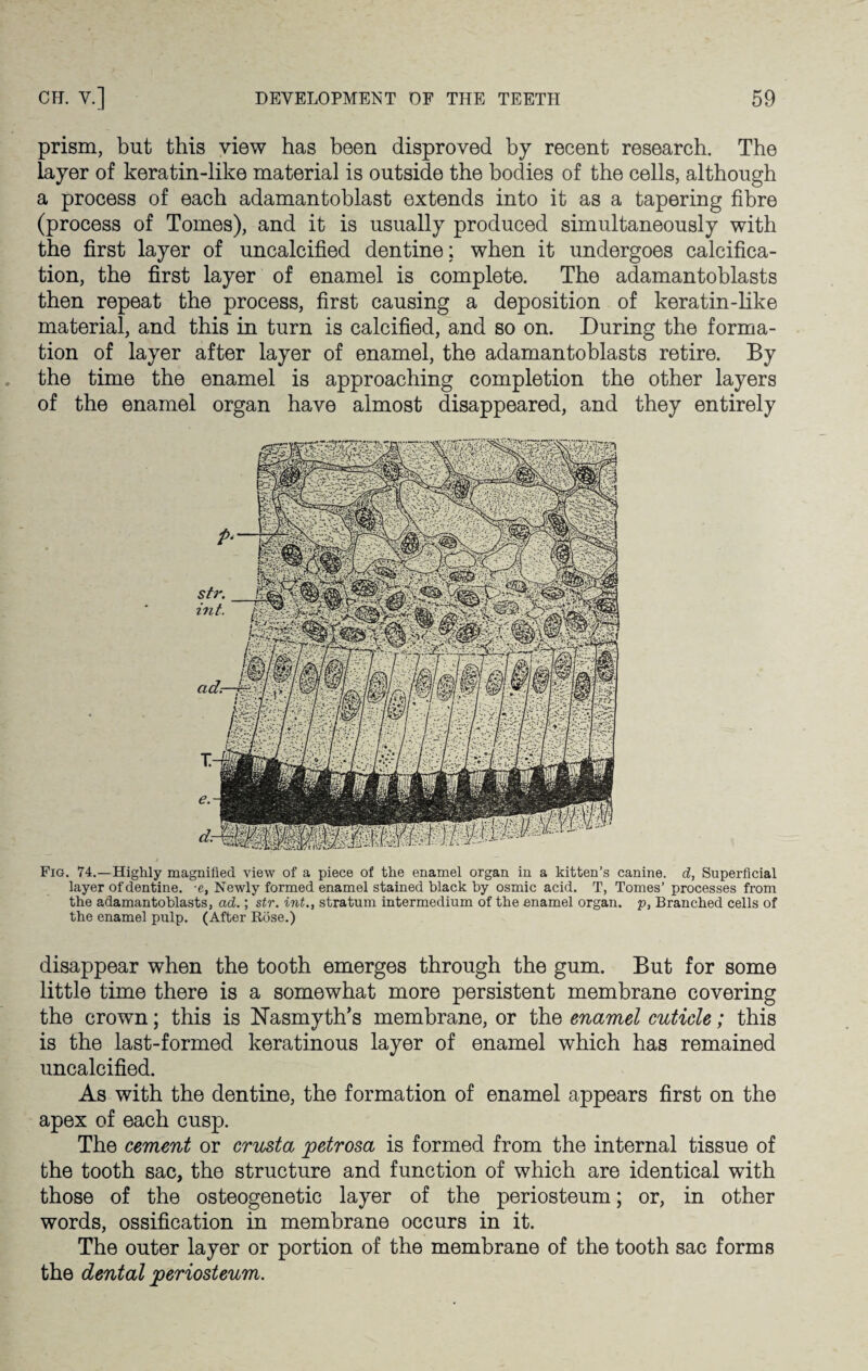 prism, but this view has been disproved by recent research. The layer of keratin-like material is outside the bodies of the cells, although a process of each adamantoblast extends into it as a tapering fibre (process of Tomes), and it is usually produced simultaneously with the first layer of uncalcified dentine; when it undergoes calcifica¬ tion, the first layer of enamel is complete. The adamantoblasts then repeat the process, first causing a deposition of keratin-like material, and this in turn is calcified, and so on. During the forma¬ tion of layer after layer of enamel, the adamantoblasts retire. By the time the enamel is approaching completion the other layers of the enamel organ have almost disappeared, and they entirely Fig. 74.—Highly magnified view of a piece of the enamel organ in a kitten’s canine, d, Superficial layer of dentine, e, Newly formed enamel stained black by osmic acid. T, Tomes’ processes from the adamantoblasts, ad.; str. int., stratum intermedium of the enamel organ, p, Branched cells of the enamel pulp. (After Rose.) disappear when the tooth emerges through the gum. But for some little time there is a somewhat more persistent membrane covering the crown; this is Nasmyth’s membrane, or the enamel cuticle; this is the last-formed keratinous layer of enamel which has remained uncalcified. As with the dentine, the formation of enamel appears first on the apex of each cusp. The cement or crusta 'petrosa is formed from the internal tissue of the tooth sac, the structure and function of which are identical with those of the osteogenetic layer of the periosteum; or, in other words, ossification in membrane occurs in it. The outer layer or portion of the membrane of the tooth sac forms the dental periosteum.