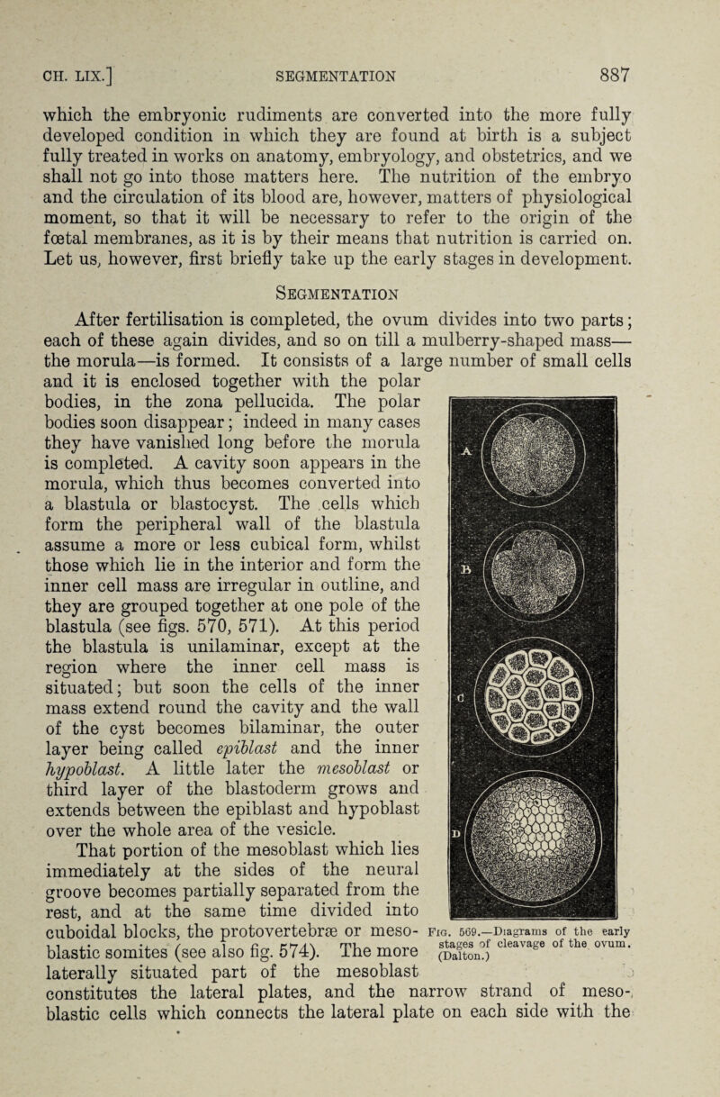 which the embryonic rudiments are converted into the more fully developed condition in which they are found at birth is a subject fully treated in works on anatomy, embryology, and obstetrics, and we shall not go into those matters here. The nutrition of the embryo and the circulation of its blood are, however, matters of physiological moment, so that it will be necessary to refer to the origin of the foetal membranes, as it is by their means that nutrition is carried on. Let us, however, first briefly take up the early stages in development. Segmentation After fertilisation is completed, the ovum divides into two parts; each of these again divides, and so on till a mulberry-shaped mass— the morula—is formed. It consists of a large number of small cells and it is enclosed together with the polar bodies, in the zona pellucida. The polar bodies soon disappear; indeed in many cases they have vanished long before the morula is completed. A cavity soon appears in the morula, which thus becomes converted into a blastula or blastocyst. The cells which form the peripheral wall of the blastula assume a more or less cubical form, whilst those which lie in the interior and form the inner cell mass are irregular in outline, and they are grouped together at one pole of the blastula (see figs. 570, 571). At this period the blastula is unilaminar, except at the region where the inner cell mass is situated; but soon the cells of the inner mass extend round the cavity and the wall of the cyst becomes bilaminar, the outer layer being called epiblast and the inner hypoblast. A little later the mesoblast or third layer of the blastoderm grows and extends between the epiblast and hypoblast over the whole area of the vesicle. That portion of the mesoblast which lies immediately at the sides of the neural groove becomes partially separated from the rest, and at the same time divided into Cuboidal blocks, the protOVertebrse Or meSO- Fig. 569.—Diagrams of the early blastic somites (see also fig. 574). The more (rfaiton?) cleavage of the ovum‘ laterally situated part of the mesoblast constitutes the lateral plates, and the narrow strand of meso- blastic cells which connects the lateral plate on each side with the