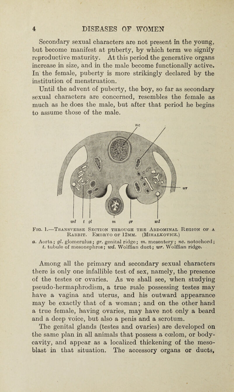 Secondary sexual characters are not present in the young, but become manifest at puberty, by which term we signify reproductive maturity. At this period the generative organs increase in size, and in the male become functionally active. In the female, puberty is more strikingly declared by the institution of menstruation. Until the advent of puberty, the boy, so far as secondary sexual characters are concerned, resembles the female as much as he does the male, but after that period he begins to assume those of the male. nc wd t gl m gr wd Fia. 1.—Transverse Section through the Abdominal Region of a Rabbit. Embryo of 12mm. (Mihalkovicz.) a. Aorta; gl. glomerulus; gr. genital ridge; m. mesentery; nc. notochord; t. tubule of mesonephros; wd. Wolffian duct; wr. Wolffian ridge. Among all the primary and secondary sexual characters there is only one infallible test of sex, namely, the presence of the testes or ovaries. As wre shall see, when studying pseudo-hermaphrodism, a true male possessing testes may have a vagina and uterus, and his outward appearance may be exactly that of a woman; and on the other hand a true female, having ovaries, may have not only a beard and a deep voice, but also a penis and a scrotum. The genital glands (testes and ovaries) are developed on the same plan in all animals that possess a coelom, or body- cavity, and appear as a localized thickening of the meso- blast in that situation. The accessory organs or ducts,