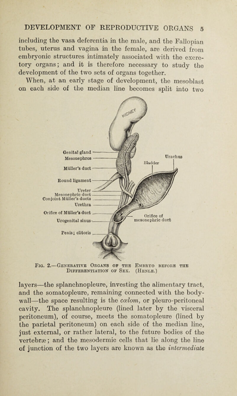 including the vasa deferentia in the male, and the Fallopian tubes, uterus and vagina in the female, are derived from embryonic structures intimately associated with the excre¬ tory organs; and it is therefore necessary to study the development of the two sets of organs together. When, at an early stage of development, the mesoblast on each side of the median line becomes split into two Genital gland Mesonephros Muller’s duct Round ligament Ureter Mesonephric duct Conjoint Muller’s ducts Urethra Orifice of MUller's duct Urogenital sinus Penis; clitoris Fig. 2.—Generative Organs of the Embryo before the Differentiation of Sex. (Henle.) layers—the splanchnopleure, investing the alimentary tract, and the somatopleure, remaining connected with the body- wall—the space resulting is the coelom, or pleuro-peritoneal cavity. The splanchnopleure (lined later by the visceral peritoneum), of course, meets the somatopleure (lined by the parietal peritoneum) on each side of the median line, just external, or rather lateral, to the future bodies of the vertebrae; and the mesodermic cells that lie along the line of junction of the two layers are known as the intermediate