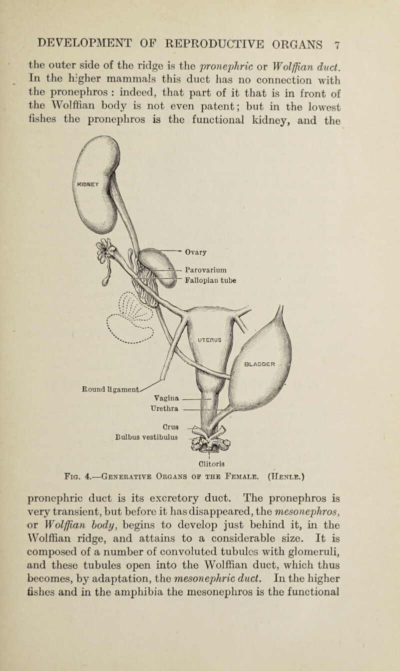 the outer side of the ridge is the pronephric or Wolffian duct. In the higher mammals this duct has no connection with the pronephros : indeed, that part of it that is in front of the Wolffian body is not even patent; but in the lowest fishes the pronephros is the functional kidney, and the pronephric duct is its excretory duct. The pronephros is very transient, but before it has disappeared, the mesonephros, or Wolffian body, begins to develop just behind it, in the Wolffian ridge, and attains to a considerable size. It is composed of a number of convoluted tubules with glomeruli, and these tubules open into the Wolffian duct, which thus becomes, by adaptation, the mesonephric duct. In the higher fishes and in the amphibia the mesonephros is the functional