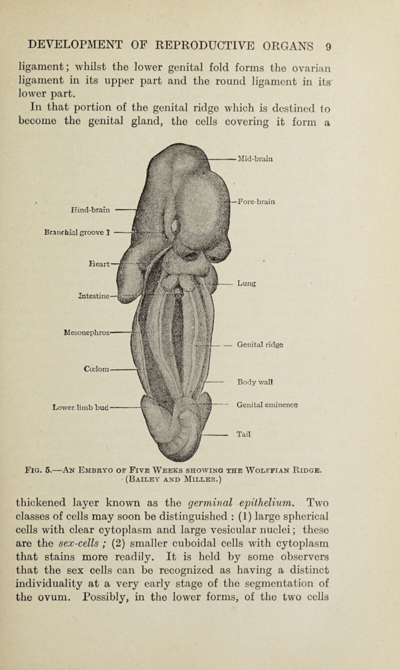 ligament; whilst the lower genital fold forms the ovarian ligament in its upper part and the round ligament in its lower part. In that portion of the genital ridge which is destined to become the genital gland, the cells covering it form a Hind-brain Branchial groove I Heart Intestine Coelom Lower limb bud Lung Genital ridge Body wall Genital eminence Tail Mid-brain Fore-brain Fia. 5.—An Embryo of Five Weeks showing the Wolffian Ridge. (Bailey and Miller.) thickened layer known as the germinal epithelium. Two classes of cells may soon be distinguished : (1) large spherical cells with clear cytoplasm and large vesicular nuclei; these are the sex-cells ; (2) smaller cuboidal cells with cytoplasm that stains more readily. It is held by some observers that the sex cells can be recognized as having a distinct individuality at a very early stage of the segmentation of the ovum. Possibly, in the lower forms, of the two cells