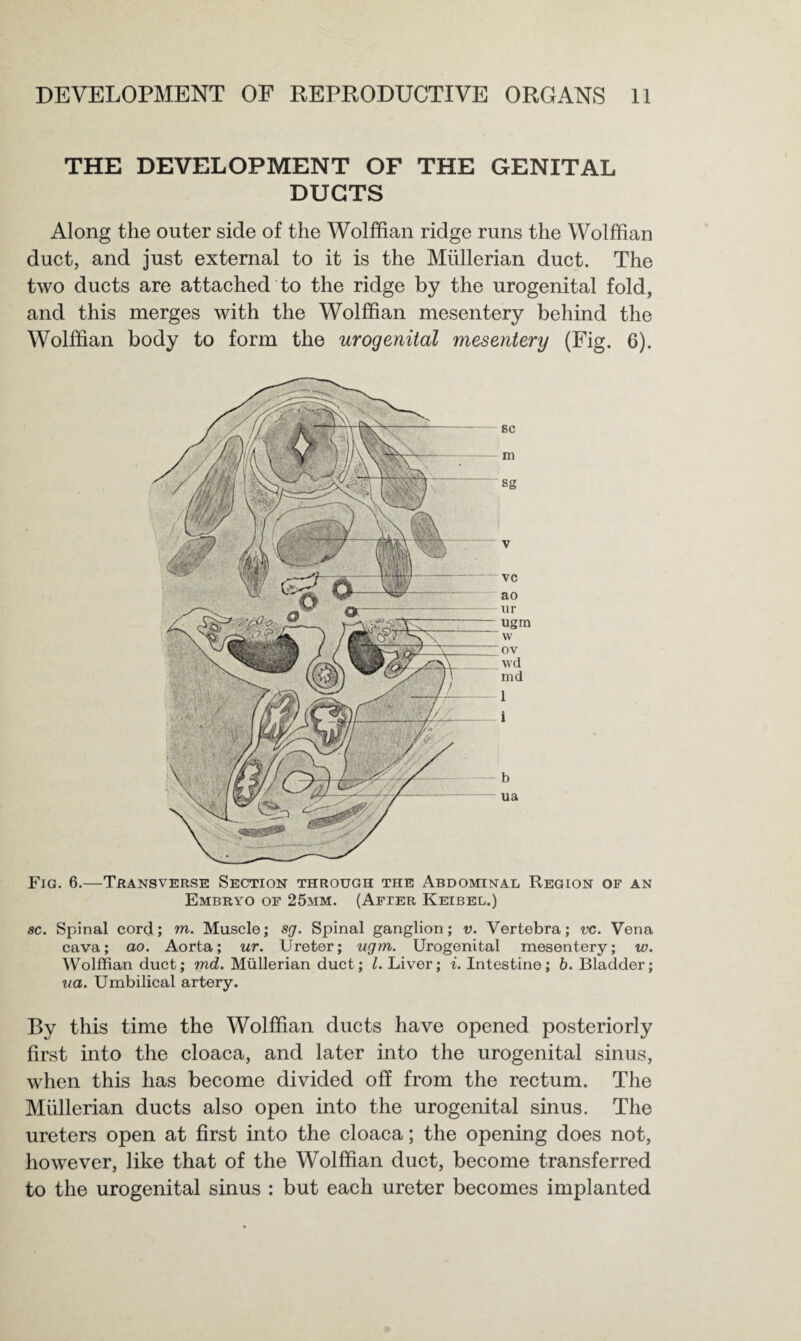 THE DEVELOPMENT OF THE GENITAL DUCTS Along the outer side of the Wolffian ridge runs the Wolffian duct, and just external to it is the Mullerian duct. The two ducts are attached to the ridge by the urogenital fold, and this merges with the Wolffian mesentery behind the Wolffian body to form the urogenital mesentery (Fig. 6). Fig. 6.—Transverse Section through the Abdominal Region of an Embryo of 25mm. (After Keibel.) sc. Spinal cord; m. Muscle; sg. Spinal ganglion; v. Vertebra; vc. Vena cava; ao. Aorta; ur. Ureter; ugm. Urogenital mesentery; w. Wolffian duct; md. Mullerian duct; l. Liver; i. Intestine; b. Bladder; ua. Umbilical artery. By this time the Wolffian ducts have opened posteriorly first into the cloaca, and later into the urogenital sinus, when this has become divided off from the rectum. The Mullerian ducts also open into the urogenital sinus. The ureters open at first into the cloaca; the opening does not, however, like that of the Wolffian duct, become transferred to the urogenital sinus : but each ureter becomes implanted