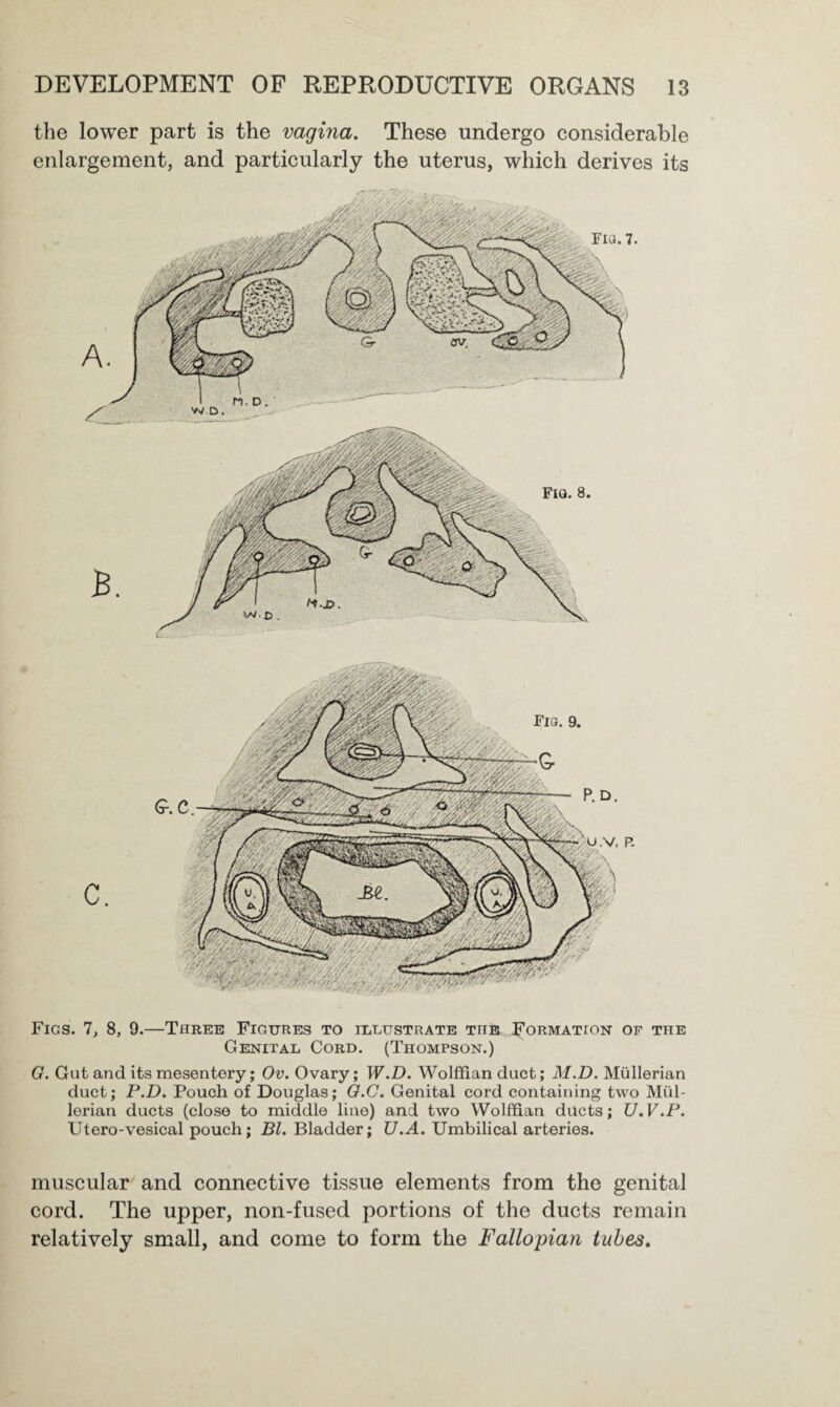the lower part is the vagina. These undergo considerable enlargement, and particularly the uterus, which derives its Figs. 7, 8, 9.—Three Figures to illustrate Tns Formation of the Genital Cord. (Thompson.) G. Gut and its mesentery; Ov. Ovary; W.D. Wolffian duct; M.D. Mullerian duct; P.D. Pouch of Douglas; G.C. Genital cord containing two Mul¬ lerian ducts (close to middle line) and two Wolffian ducts; U.V.P. Utero-vesical pouch; Bl. Bladder; U.A. Umbilical arteries. muscular and connective tissue elements from the genital cord. The upper, non-fused portions of the ducts remain relatively small, and come to form the Fallopian tubes.