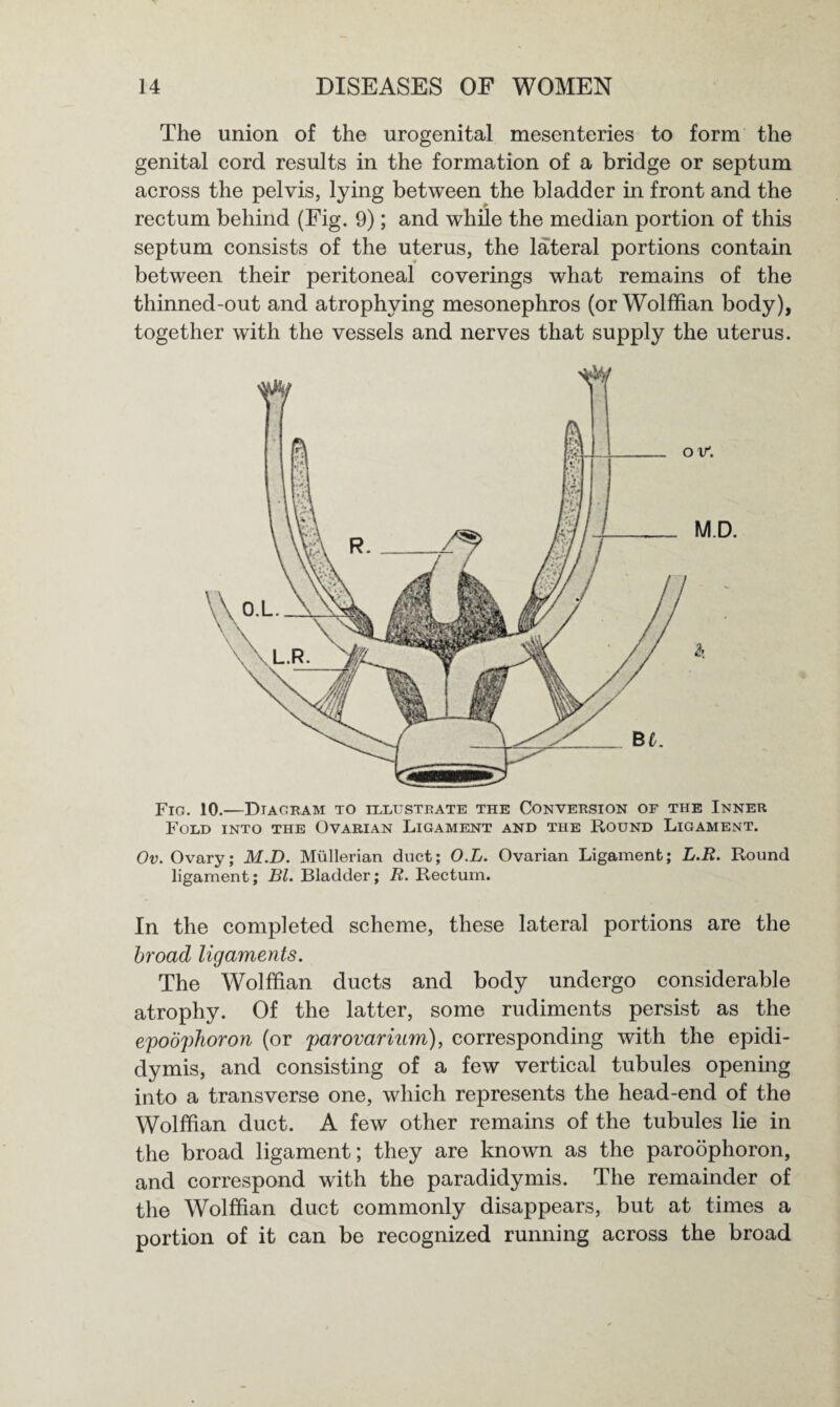 The union of the urogenital mesenteries to form the genital cord results in the formation of a bridge or septum across the pelvis, lying between the bladder in front and the rectum behind (Fig. 9); and while the median portion of this septum consists of the uterus, the lateral portions contain between their peritoneal coverings what remains of the thinned-out and atrophying mesonephros (or Wolffian body), together with the vessels and nerves that supply the uterus. Fig. 10.—Diagram to illustrate the Conversion of the Inner Fold into the Ovarian Ligament and the Round Ligament. Ov. Ovary; M.D. Mullerian duct; O.L. Ovarian Ligament; L.R. Round ligament; Bl. Bladder; R. Rectum. In the completed scheme, these lateral portions are the broad ligaments. The Wolffian ducts and body undergo considerable atrophy. Of the latter, some rudiments persist as the epoophoron (or parovarium), corresponding with the epidi¬ dymis, and consisting of a few vertical tubules opening into a transverse one, which represents the head-end of the Wolffian duct. A few other remains of the tubules lie in the broad ligament; they are known as the paroophoron, and correspond with the paradidymis. The remainder of the Wolffian duct commonly disappears, but at times a portion of it can be recognized running across the broad