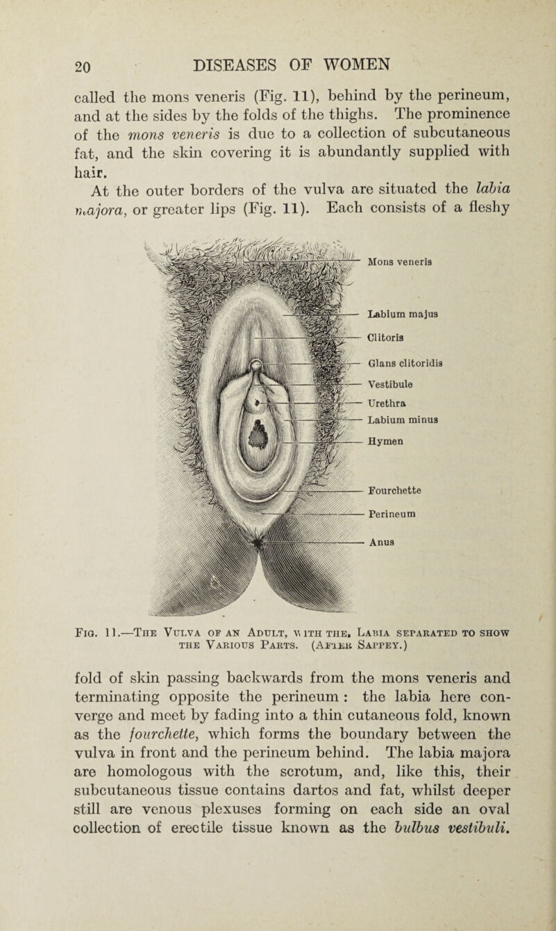 called the mons veneris (Fig. 11), behind by the perineum, and at the sides by the folds of the thighs. The prominence of the mons veneris is due to a collection of subcutaneous fat, and the skin covering it is abundantly supplied with hair. At the outer borders of the vulva are situated the labia major a, or greater lips (Fig. 11). Each consists of a fleshy Mons veneris Fig. 11.—The Vulva of an Adult, with the. Labia separated to show the Various Parts. (After Sappey.) Labium majus Clitoris Gians clitoridis Vestibule Urethra Labium minus Hymen Fourchette Perineum Anus fold of skin passing backwards from the mons veneris and terminating opposite the perineum : the labia here con¬ verge and meet by fading into a thin cutaneous fold, known as the fourchette, which forms the boundary between the vulva in front and the perineum behind. The labia majora are homologous with the scrotum, and, like this, their subcutaneous tissue contains dartos and fat, whilst deeper still are venous plexuses forming on each side an oval collection of erectile tissue known as the bulbus vestibvli.
