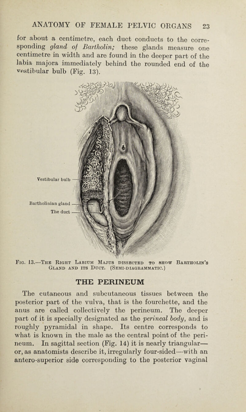 for about a centimetre, each duct conducts to the corre¬ sponding gland of Bartholin; these glands measure one centimetre in width and are found in the deeper part of the labia majora immediately behind the rounded end of the vestibular bulb (Fig. 13). Vestibular bulb Bartholinian gland The duct Fig. 13.—The Right Labium Majus dissected to show Bartholin’s Gland and its Duct. (Semi-diagrammatic.) THE PERINEUM The cutaneous and subcutaneous tissues between the posterior part of the vulva, that is the fourchette, and the anus are called collectively the perineum. The deeper part of it is specially designated as the 'perineal body, and is roughly pyramidal in shape. Its centre corresponds to what is known in the male as the central point of the peri¬ neum. In sagittal section (Fig. 14) it is nearly triangular— or, as anatomists describe it, irregularly four-sided—with an antero-superior side corresponding to the posterior vaginal