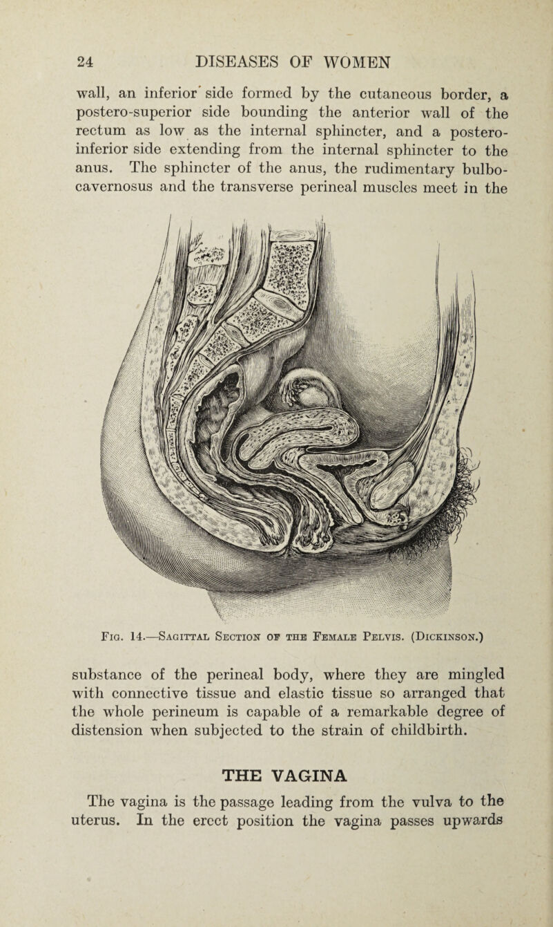 wall, an inferior' side formed by the cutaneous border, a postero-superior side bounding the anterior wall of the rectum as low as the internal sphincter, and a postero- inferior side extending from the internal sphincter to the anus. The sphincter of the anus, the rudimentary bulbo- cavernosus and the transverse perineal muscles meet in the Fig. 14.—Sagittal Section oe the Female Pelvis. (Dickinson.) substance of the perineal body, where they are mingled with connective tissue and elastic tissue so arranged that the whole perineum is capable of a remarkable degree of distension when subjected to the strain of childbirth. THE VAGINA The vagina is the passage leading from the vulva to the uterus. In the erect position the vagina passes upwards