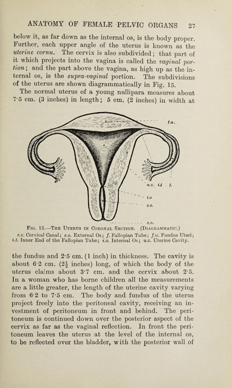 below it, as far down as the internal os, is the body proper. Further, each upper angle of the uterus is known as the uterine cornu. The cervix is also subdivided; that part of it which projects into the vagina is called the vaginal 'por¬ tion ; and the part above the vagina, as high up as the in¬ ternal os, is the supra-vaginal portion. The subdivisions of the uterus are shown diagrammatically in Fig. 15. The normal uterus of a young nullipara measures about 7*5 cm. (3 inches) in length; 5 cm. (2 inches) in width at '- e.o. Fig. 15.—The Uterus in Coronal Section. (Diagrammatic.) c.c. Cervical Canal; e.o. External Os; /. Fallopian Tube; f.u. Fundus Uteri; i.t. Inner End of the Fallopian Tube; i.o. Internal Os; u.c. Uterine Cavity. the fundus and 2*5 cm. (1 inch) in thickness. The cavity is about 6-2 cm. (2| inches) long, of which the body of the uterus claims about 3’7 cm. and the cervix about 2-5. In a woman who has borne children all the measurements are a little greater, the length of the uterine cavity varying from 6-2 to 75 cm. The body and fundus of the uterus project freely into the peritoneal cavity, receiving an in¬ vestment of peritoneum in front and behind. The peri¬ toneum is continued down over the posterior aspect of the cervix as far as the vaginal reflection. In front the peri¬ toneum leaves the uterus at the level of the internal os, to be reflected over the bladder, with the posterior wall of