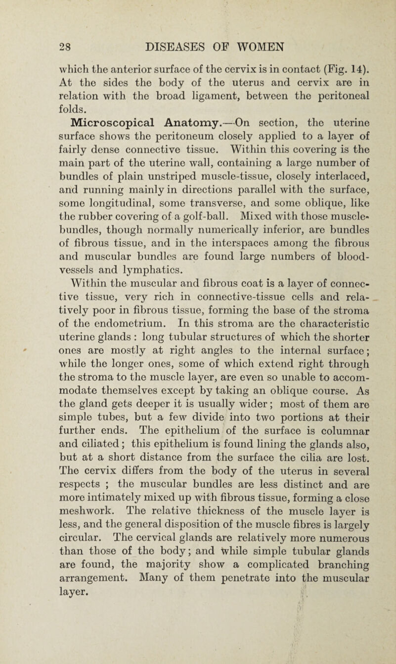 which the anterior surface of the cervix is in contact (Fig. 14). At the sides the body of the uterus and cervix are in relation with the broad ligament, between the peritoneal folds. Microscopical Anatomy.—On section, the uterine surface shows the peritoneum closely applied to a layer of fairly dense connective tissue. Within this covering is the main part of the uterine wall, containing a large number of bundles of plain unstriped muscle-tissue, closely interlaced, and running mainly in directions parallel with the surface, some longitudinal, some transverse, and some oblique, like the rubber covering of a golf-ball. Mixed with those muscle- bundles, though normally numerically inferior, are bundles of fibrous tissue, and in the interspaces among the fibrous and muscular bundles are found large numbers of blood¬ vessels and lymphatics. Within the muscular and fibrous coat is a layer of connec¬ tive tissue, very rich in connective-tissue cells and rela¬ tively poor in fibrous tissue, forming the base of the stroma of the endometrium. In this stroma are the characteristic uterine glands : long tubular structures of which the shorter ones are mostly at right angles to the internal surface; while the longer ones, some of which extend right through the stroma to the muscle layer, are even so unable to accom¬ modate themselves except by taking an oblique course. As the gland gets deeper it is usually wider; most of them are simple tubes, but a few divide into two portions at their further ends. The epithelium of the surface is columnar and ciliated; this epithelium is found lining the glands also, but at a short distance from the surface the cilia are lost. The cervix differs from the body of the uterus in several respects ; the muscular bundles are less distinct and are more intimately mixed up with fibrous tissue, forming a close meshwork. The relative thickness of the muscle layer is less, and the general disposition of the muscle fibres is largely circular. The cervical glands are relatively more numerous than those of the body; and while simple tubular glands are found, the majority show a complicated branching arrangement. Many of them penetrate into the muscular layer.