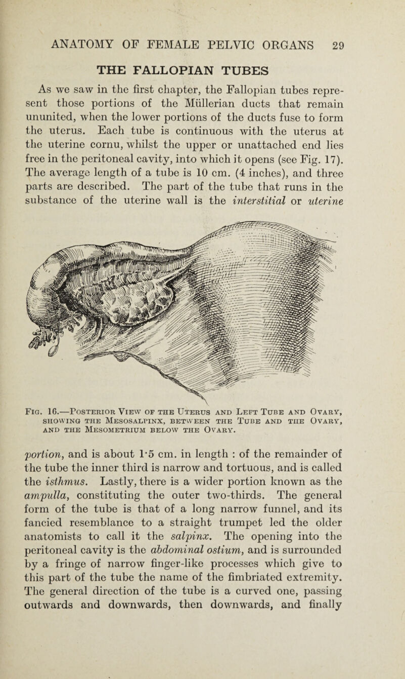 THE FALLOPIAN TUBES As we saw in the first chapter, the Fallopian tubes repre¬ sent those portions of the Mlillerian ducts that remain ununited, when the lower portions of the ducts fuse to form the uterus. Each tube is continuous with the uterus at the uterine cornu, whilst the upper or unattached end lies free in the peritoneal cavity, into which it opens (see Fig. 17). The average length of a tube is 10 cm. (4 inches), and three parts are described. The part of the tube that runs in the substance of the uterine wall is the interstitial or uterine Fig. 1G.—Posterior View of the Uterus and Left Tube and Ovary, showing the Mesosalpinx, between the Tube and the Ovary, AND THE MeSOMETRIUM BELOW THE OVARY. portion, and is about 1*5 cm. in length : of the remainder of the tube the inner third is narrow and tortuous, and is called the isthmus. Lastly, there is a wider portion known as the ampulla, constituting the outer two-thirds. The general form of the tube is that of a long narrow funnel, and its fancied resemblance to a straight trumpet led the older anatomists to call it the salpinx. The opening into the peritoneal cavity is the abdominal ostium, and is surrounded by a fringe of narrow finger-like processes which give to this part of the tube the name of the fimbriated extremity. The general direction of the tube is a curved one, passing outwards and downwards, then downwards, and finally