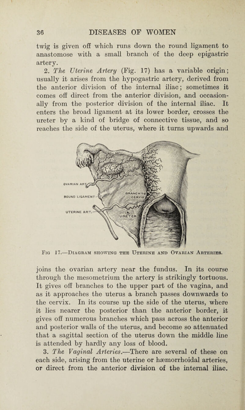 twig is given off which runs down the round ligament to anastomose with a small branch of the deep epigastric artery. 2. The Uterine Artery (Fig. 17) has a variable origin; usually it arises from the hypogastric artery, derived from the anterior division of the internal iliac; sometimes it comes off direct from the anterior division, and occasion¬ ally from the posterior division of the internal iliac. It enters the broad ligament at its lower border, crosses the ureter by a kind of bridge of connective tissue, and so reaches the side of the uterus, where it turns upwards and Fig joins the ovarian artery near the fundus. In its course through the mesometrium the artery is strikingly tortuous. It gives off branches to the upper part of the vagina, and as it approaches the uterus a branch passes downwards to the cervix. In its course up the side of the uterus, where it lies nearer the posterior than the anterior border, it gives off numerous branches which pass across the anterior and posterior walls of the uterus, and become so attenuated that a sagittal section of the uterus down the middle line is attended by hardly any loss of blood. 3. The Vaginal Arteries.—There are several of these on each side, arising from the uterine or haemorrhoidal arteries, or direct from the anterior division of the internal iliac. OVARIAN ROUND LIGAMENT UTERINE ART. 17.—Diagram showing the Uterine and Ovarian Arteries.