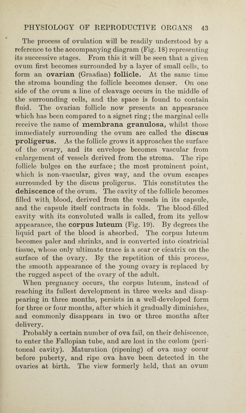The process of ovulation will be readily understood by a reference to the accompanying diagram (Fig. 18) representing its successive stages. From this it will be seen that a given ovum first becomes surrounded by a layer of small cells, to form an ovarian (Graafian) follicle. At the same time the stroma bounding the follicle becomes denser. On one side of the ovum a line of cleavage occurs in the middle of the surrounding cells, and the space is found to contain fluid. The ovarian follicle now presents an appearance which has been compared to a signet ring; the marginal cells receive the name of membrana granulosa, whilst those immediately surrounding the ovum are called the discus proligerus. As the follicle grows it approaches the surface of the ovary, and its envelope becomes vascular from enlargement of vessels derived from the stroma. The ripe follicle bulges on the surface; the most prominent point, which is non-vascular, gives way, and the ovum escapes surrounded by the discus proligerus. This constitutes the dehiscence of the ovum. The cavity of the follicle becomes filled with blood, derived from the vessels in its capsule, and the capsule itself contracts in folds. The blood-filled cavity with its convoluted walls is called, from its yellow appearance, the corpus luteum (Fig. 19). By degrees the liquid part of the blood is absorbed. The corpus luteum becomes paler and shrinks, and is converted into cicatricial tissue, whose only ultimate trace is a scar or cicatrix on the surface of the ovary. By the repetition of this process, the smooth appearance of the young ovary is replaced by the rugged aspect of the ovary of the adult. When pregnancy occurs, the corpus luteum, instead of reaching its fullest development in three weeks and disap¬ pearing in three months, persists in a well-developed form for three or four months, after which it gradually diminishes, and commonly disappears in two or three months after delivery. Probably a certain number of ova fail, on their dehiscence, to enter the Fallopian tube, and are lost in the coelom (peri¬ toneal cavity). Maturation (ripening) of ova may occur before puberty, and ripe ova have been detected in the ovaries at birth. The view formerly held, that an ovum
