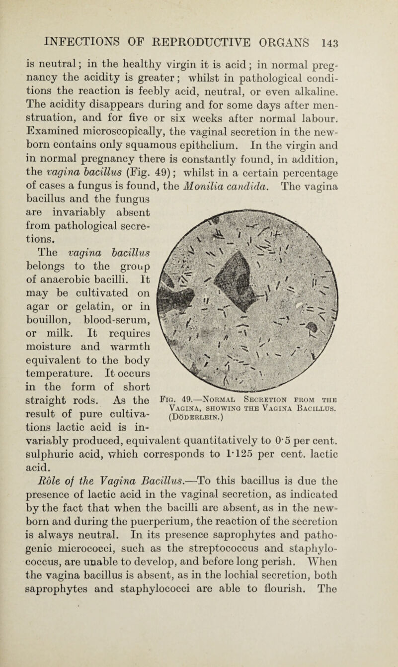 is neutral; in the healthy virgin it is acid; in normal preg¬ nancy the acidity is greater; whilst in pathological condi¬ tions the reaction is feebly acid, neutral, or even alkaline. The acidity disappears during and for some days after men¬ struation, and for five or six weeks after normal labour. Examined microscopically, the vaginal secretion in the new¬ born contains only squamous epithelium. In the virgin and in normal pregnancy there is constantly found, in addition, the vagina bacillus (Fig. 49); whilst in a certain percentage of cases a fungus is found, the Monilia Candida. The vagina bacillus and the fungus are invariably absent from pathological secre¬ tions. The vagina bacillus belongs to the group of anaerobic bacilli. It may be cultivated on agar or gelatin, or in bouillon, blood-serum, or milk. It requires moisture and warmth equivalent to the body temperature. It occurs in the form of short straight rods. As the Fig* 49-—Normal Secretion from the R P ... Vagina, showing the Vagina Bacillus. result of pure cultiva- (doderlein.) tions lactic acid is in¬ variably produced, equivalent quantitatively to 05 per cent, sulphuric acid, which corresponds to P125 per cent, lactic acid. Role of the Vagina Bacillus.—To this bacillus is due the presence of lactic acid in the vaginal secretion, as indicated by the fact that when the bacilli are absent, as in the new¬ born and during the puerperium, the reaction of the secretion is always neutral. In its presence saprophytes and patho¬ genic micrococci, such as the streptococcus and staphylo¬ coccus, are unable to develop, and before long perish. When the vagina bacillus is absent, as in the lochial secretion, both saprophytes and staphylococci are able to flourish. The