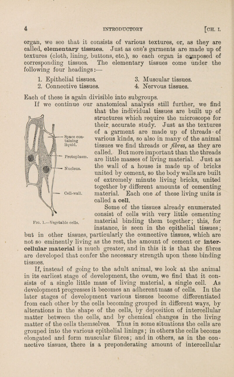 organ, we see that it consists of various textures, or, as they are called, elementary tissues. Just as one’s garments are made up of textures (cloth, lining, buttons, etc.), so each organ is composed of corresponding tissues. The elementary tissues come under the following four headings:— 1. Epithelial tissues. 3. Muscular tissues. 2. Connective tissues. 4. Nervous tissues. Each of these is again divisible into subgroups. If we continue our anatomical analysis still further, we find that the individual tissues are built up of structures which require the microscope for their accurate study. Just as the textures of a garment are made up of threads • of various kinds, so also in many of the animal tissues we find threads or fibres, as they are called. But more important than the threads are little masses of living material. Just as the wall of a house is made up of bricks united by cement, so the body walls are built of extremely minute living bricks, united together by different amounts of cementing material. Each one of these living units is called a cell. Some of the tissues already enumerated consist of cells with very little cementing material binding them together; this, for instance, is seen in the epithelial tissues; but in other tissues, particularly the connective tissues, which are not so eminently living as the rest, the amount of cement or inter¬ cellular material is much greater, and in this it is that the fibres are developed that confer the necessary strength upon these binding tissues. If, instead of going to the adult animal, we look at the animal in its earliest stage of development, the ovum, we find that it con¬ sists of a single little mass of living material, a single cell. As development progresses it becomes an adherent mass of cells. In the later stages of development various tissues become differentiated from each other by the cells becoming grouped in different ways, by alterations in the shape of the cells, by deposition of intercellular matter between the cells, and by chemical changes in the living matter of the cells themselves. Thus in some situations the cells are grouped into the various epithelial linings; in others the cells become elongated and form muscular fibres; and in others, as in the con¬ nective tissues, there is a preponderating amount of intercellular