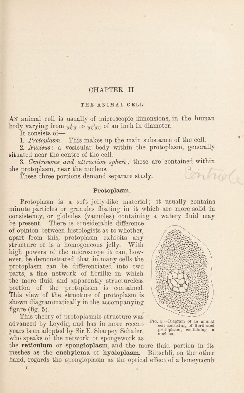 THE ANIMAL CELL An animal cell is usually of microscopic dimensions, in the human body varying from to a 0'0 0 of an inch in diameter. It consists of—- 1. Protoplasm. This makes up the main substance of the cell. 2. Nucleus: a vesicular body within the protoplasm, generally situated near the centre of the cell. 3. Centrosome and attraction sphere: these are contained within the protoplasm, near the nucleus. These three portions demand separate study. Protoplasm. Protoplasm is a soft jelly-like material; it usually contains minute particles or granules floating in it which are more solid in consistency, or globules (vacuoles) containing a watery fluid may be present. There is considerable difference of opinion between histologists as to whether, apart from this, protoplasm exhibits any structure or is a homogeneous jelly. With high powers of the microscope it can, how¬ ever, be demonstrated that in many cells the protoplasm can be differentiated into two parts, a fine network of fibrillse in which the more fluid and apparently structureless portion of the protoplasm is contained. This view of the structure of protoplasm is shown diagrammatically in the accompanying figure (fig. 5). This theory of protoplasmic structure was advanced by Leydig, and has in more recent years been adopted by Sir E. Sharpey Schafer, who speaks of the network or spongework as the reticulum or spongioplasm, and the more fluid portion in its meshes as the enchylema or hyaloplasm. Biitschli, on the other hand, regards the spongioplasm as the optical effect of a honeycomb Fig. 5.—Diagram of an animal cell consisting of librillated protoplasm, containing a nucleus.