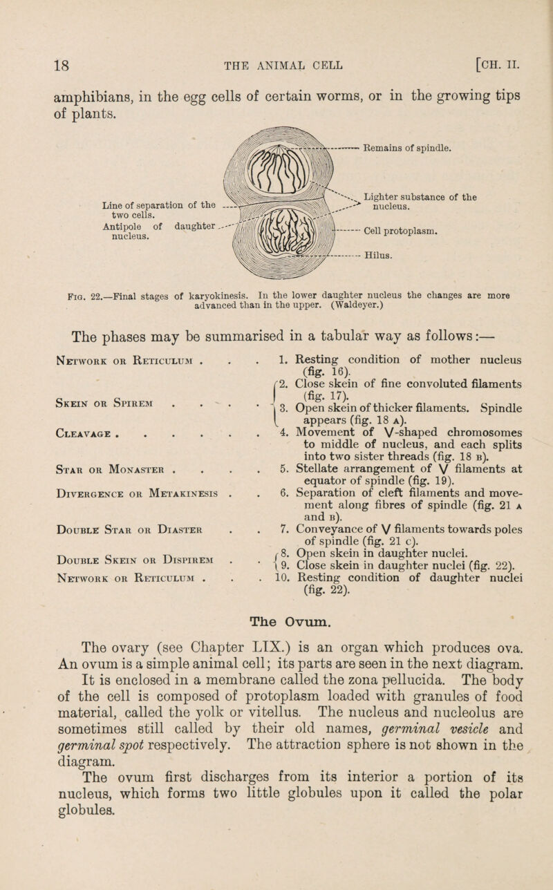 amphibians, in the egg cells of certain worms, or in the growing tips of plants. Line of separation of the two cells. Antipole of daughter nucleus. Remains of spindle. Lighter substance of the nucleus. Cell protoplasm. Hilus. Fig. 22.—Final stages of karyokinesis. In the lower daughter nucleus the changes are more advanced than in the upper. (Waldeyer.) The phases may be summarised in a tabular way as follows:— Network or Reticulum . Skein or Spirem Cleavage . Star or Monaster . Divergence or Metakinesis . Douele Star or Diaster Douele Skein or Dispirem Network or Reticulum . 1. Resting condition of mother nucleus (fig. 16). [2. Close skein of fine convoluted filaments I (fig. 17). “| 3. Open skein of thicker filaments. Spindle { appears (fig. 18 a). 4. Movement of V-shaped chromosomes to middle of nucleus, and each splits into two sister threads (fig. 18 e). 5. Stellate arrangement of V filaments at equator of spindle (fig. 19). 6. Separation of cleft filaments and move¬ ment along fibres of spindle (fig. 21 a and b). 7. Conveyance of V filaments towards poles of spindle (fig. 21 c). f 8. Open skein in daughter nuclei. 19. Close skein in daughter nuclei (fig. 22). 10. Resting condition of daughter nuclei (fig. 22). The Ovum. The ovary (see Chapter LIX.) is an organ which produces ova. An ovum is a simple animal cell; its parts are seen in the next diagram. It is enclosed in a membrane called the zona pellucida. The body of the cell is composed of protoplasm loaded with granules of food material, called the yolk or vitellus. The nucleus and nucleolus are sometimes still called by their old names, germinal vesicle and germinal spot respectively. The attraction sphere is not shown in the diagram. The ovum first discharges from its interior a portion of its nucleus, which forms two little globules upon it called the polar globules.