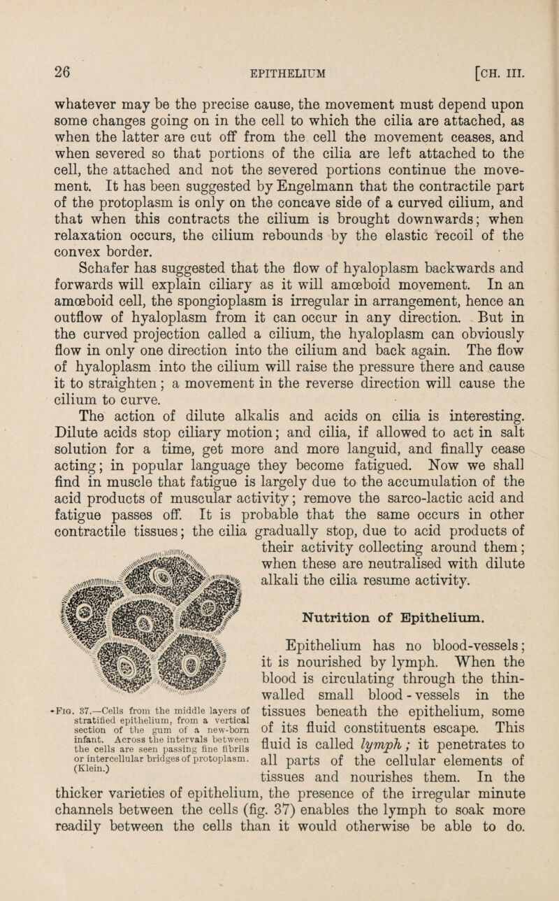 whatever may be the precise cause, the movement must depend upon some changes going on in the cell to which the cilia are attached, as when the latter are cut off from the cell the movement ceases, and when severed so that portions of the cilia are left attached to the cell, the attached and not the severed portions continue the move¬ ment. It has been suggested by Engelmann that the contractile part of the protoplasm is only on the concave side of a curved cilium, and that when this contracts the cilium is brought downwards; when relaxation occurs, the cilium rebounds by the elastic recoil of the convex border. Schafer has suggested that the flow of hyaloplasm backwards and forwards will explain ciliary as it will amoeboid movement. In an amoeboid cell, the spongioplasm is irregular in arrangement, hence an outflow of hyaloplasm from it can occur in any direction. But in the curved projection called a cilium, the hyaloplasm can obviously flow in only one direction into the cilium and back again. The flow of hyaloplasm into the cilium will raise the pressure there and cause it to straighten; a movement in the reverse direction will cause the cilium to curve. The action of dilute alkalis and acids on cilia is interesting. Dilute acids stop ciliary motion; and cilia, if allowed to act in salt solution for a time, get more and more languid, and finally cease acting; in popular language they become fatigued. How we shall find in muscle that fatigue is largely due to the accumulation of the acid products of muscular activity; remove the sarco-lactic acid and fatigue passes off. It is probable that the same occurs in other contractile tissues; the cilia gradually stop, due to acid products of their activity collecting around them; when these are neutralised with dilute alkali the cilia resume activity. Nutrition of Epithelium. Epithelium has no blood-vessels; it is nourished by lymph. When the blood walled small blood - vessels in the tissues beneath the epithelium, some of its fluid constituents escape. This fluid is called lymph; it penetrates to all parts of the cellular elements of tissues and nourishes them. In the thicker varieties of epithelium, the presence of the irregular minute channels between the cells (fig. 37) enables the lymph to soak more readily between the cells than it would otherwise be able to do. is circulating through the thin- •Fig. 37.—Cells from the middle layers of stratified epithelium, from a vertical section of the gum of a new-born infant. Across the intervals between the cells are seen passing fine fibrils or intercellular bridges of protoplasm. (Klein.)