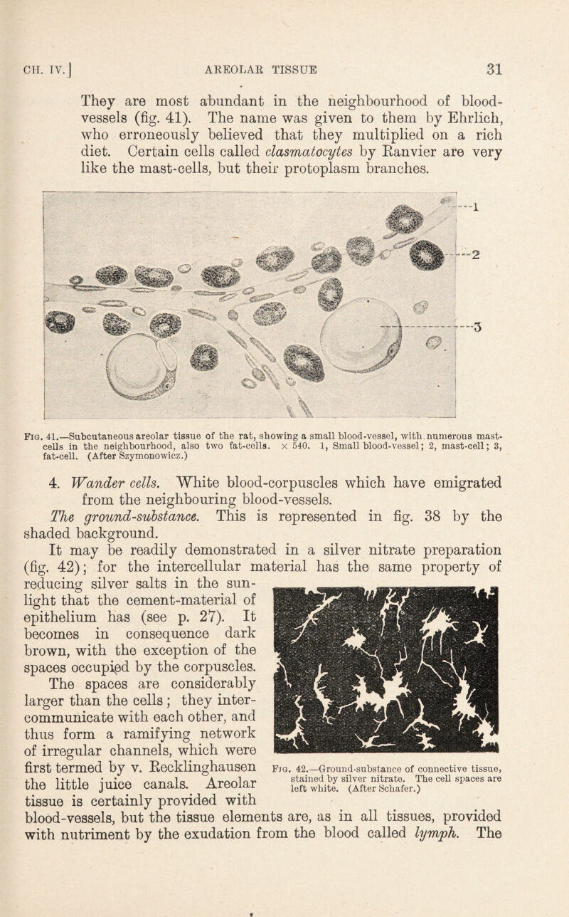 They are most abundant in the neighbourhood of blood¬ vessels (fig. 41). The name was given to them by Ehrlich, who erroneously believed that they multiplied on a rich diet. Certain cells called clasmatocytes by Ranvier are very like the mast-cells, but their protoplasm branches. Fig. 41.—Subcutaneous areolar tissue of the rat, showing a small blood-vessel, with numerous mast- cells in the neighbourhood, also two fat-cells, x 540. 1, Small blood-vessel; 2, mast-cell; 3, fat-cell. (After Szymonowicz.) 4. Wander cells. White blood-corpuscles which have emigrated from the neighbouring blood-vessels. The ground-substance. This is represented in fig. 38 by the shaded background. It may be readily demonstrated in a silver nitrate preparation (fig. 42); for the intercellular material has the same property of reducing silver salts in the sun¬ light that the cement-material of epithelium has (see p. 27). It becomes in consequence dark brown, with the exception of the spaces occupied by the corpuscles. The spaces are considerably larger than the cells ; they inter¬ communicate with each other, and thus form a ramifying network of irregular channels, which were first termed by v. Recklinghausen the little juice canals. Areolar tissue is certainly provided with blood-vessels, but the tissue elements are, as in all tissues, provided with nutriment by the exudation from the blood called lymph. The Fjg. 42.—Ground-substance of connective tissue, stained by silver nitrate. The cell spaces are left white. (After Schafer.)