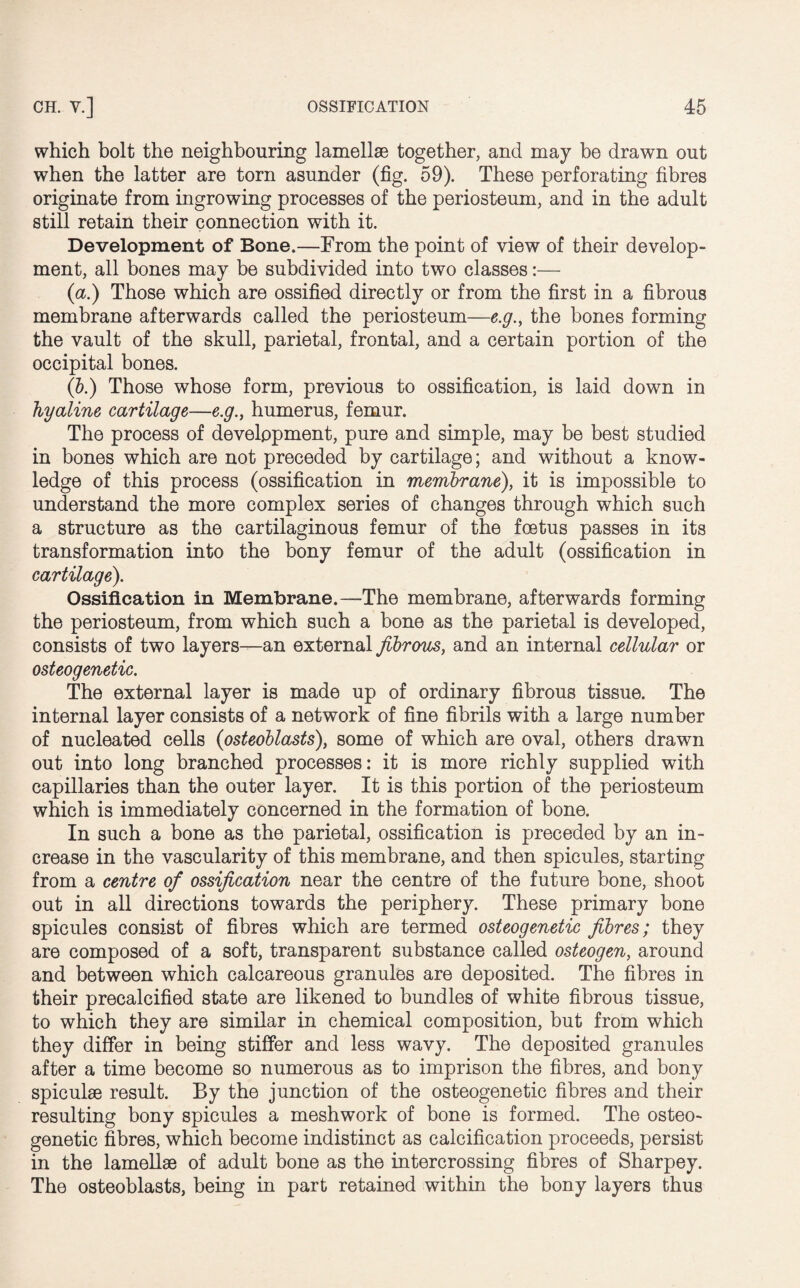 which bolt the neighbouring lamellae together, and may be drawn out when the latter are torn asunder (fig. 59). These perforating fibres originate from ingrowing processes of the periosteum, and in the adult still retain their connection with it. Development of Bone.—From the point of view of their develop¬ ment, all bones may be subdivided into two classes:— (a.) Those which are ossified directly or from the first in a fibrous membrane afterwards called the periosteum—e.g., the bones forming the vault of the skull, parietal, frontal, and a certain portion of the occipital bones. (b.) Those whose form, previous to ossification, is laid down in hyaline cartilage—e.g., humerus, femur. The process of development, pure and simple, may be best studied in bones which are not preceded by cartilage; and without a know¬ ledge of this process (ossification in membrane), it is impossible to understand the more complex series of changes through which such a structure as the cartilaginous femur of the foetus passes in its transformation into the bony femur of the adult (ossification in cartilage). Ossification in Membrane.—The membrane, afterwards forming the periosteum, from which such a bone as the parietal is developed, consists of two layers—an external fibrous, and an internal cellular or osteogenetic. The external layer is made up of ordinary fibrous tissue. The internal layer consists of a network of fine fibrils with a large number of nucleated cells (osteoblasts), some of which are oval, others drawn out into long branched processes: it is more richly supplied with capillaries than the outer layer. It is this portion of the periosteum which is immediately concerned in the formation of bone. In such a bone as the parietal, ossification is preceded by an in¬ crease in the vascularity of this membrane, and then spicules, starting from a centre of ossification near the centre of the future bone, shoot out in all directions towards the periphery. These primary bone spicules consist of fibres which are termed osteogenetic fibres; they are composed of a soft, transparent substance called osteogen, around and between which calcareous granules are deposited. The fibres in their precalcified state are likened to bundles of white fibrous tissue, to which they are similar in chemical composition, but from which they differ in being stiffer and less wavy. The deposited granules after a time become so numerous as to imprison the fibres, and bony spiculae result. By the junction of the osteogenetic fibres and their resulting bony spicules a meshwork of bone is formed. The osteo¬ genetic fibres, which become indistinct as calcification proceeds, persist in the lamellae of adult bone as the intercrossing fibres of Sharpey. The osteoblasts, being in part retained within the bony layers thus