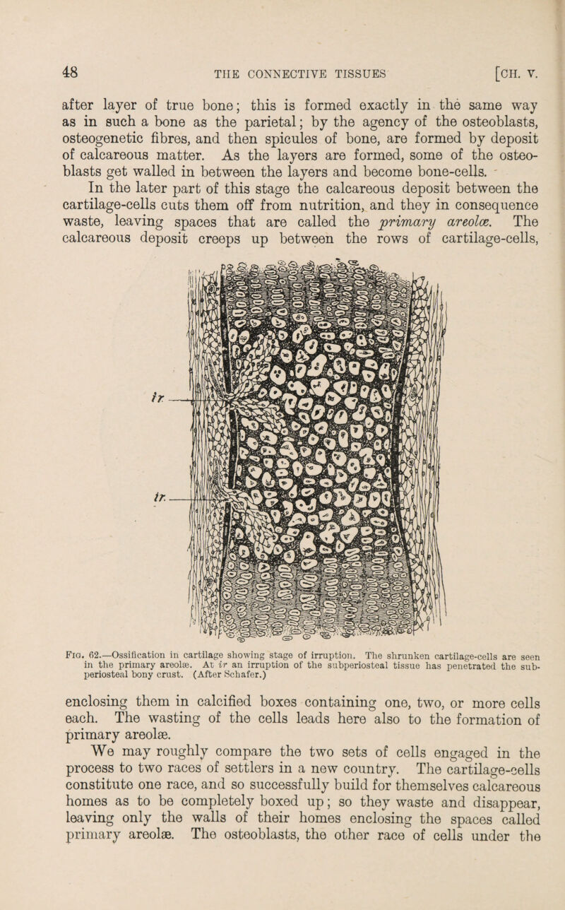 after layer of true bone; this is formed exactly in the same way as in such a bone as the parietal; by the agency of the osteoblasts, osteogenetic fibres, and then spicules of bone, are formed by deposit of calcareous matter. As the layers are formed, some of the osteo¬ blasts get walled in between the layers and become bone-cells. In the later part of this stage the calcareous deposit between the cartilage-cells cuts them off from nutrition, and they in consequence waste, leaving spaces that are called the primary areolce. The calcareous deposit creeps up between the rows of cartilage-cells, ir ir. Fig. 62.—Ossification in cartilage showing stage of irruption. The shrunken cartilage-cells are seen in the primary areolae. At ir an irruption of the subperiosteal tissue has penetrated the sub¬ periosteal bony crust. (After Schafer.) enclosing them in calcified boxes containing one, two, or more cells each. The wasting of the cells leads here also to the formation of primary areolae. We may roughly compare the two sets of cells engaged in the process to two races of settlers in a new country. The cartilage-cells constitute one race, and so successfully build for themselves calcareous homes as to be completely boxed up; so they waste and disappear, leaving only the walls of their homes enclosing the spaces called primary areolae. The osteoblasts, the other race of cells under the